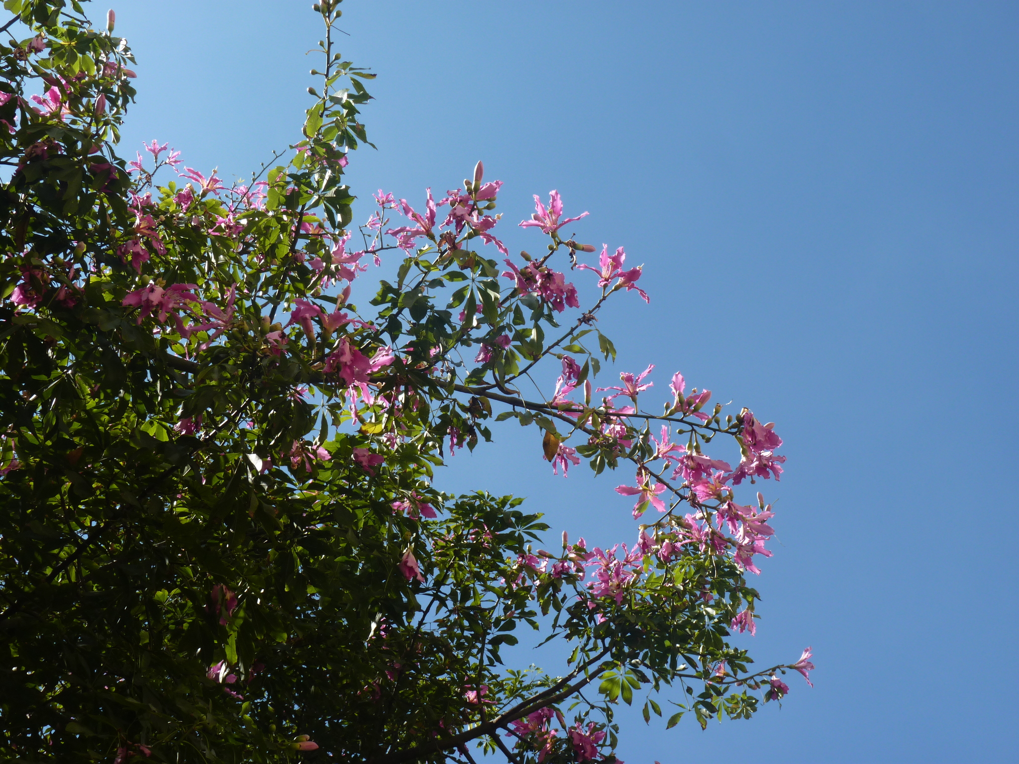 Photo of Silk floss tree (1/5)