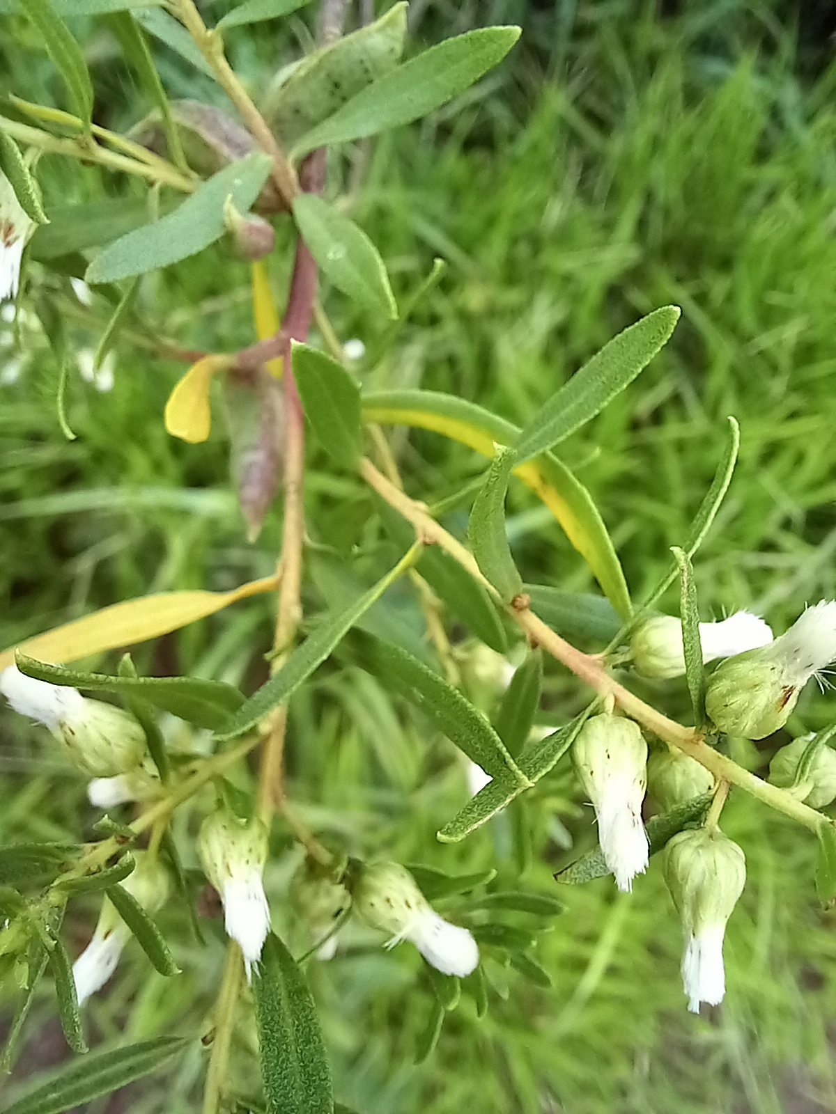 Photo of Baccharis dracunculifolia (7/12)