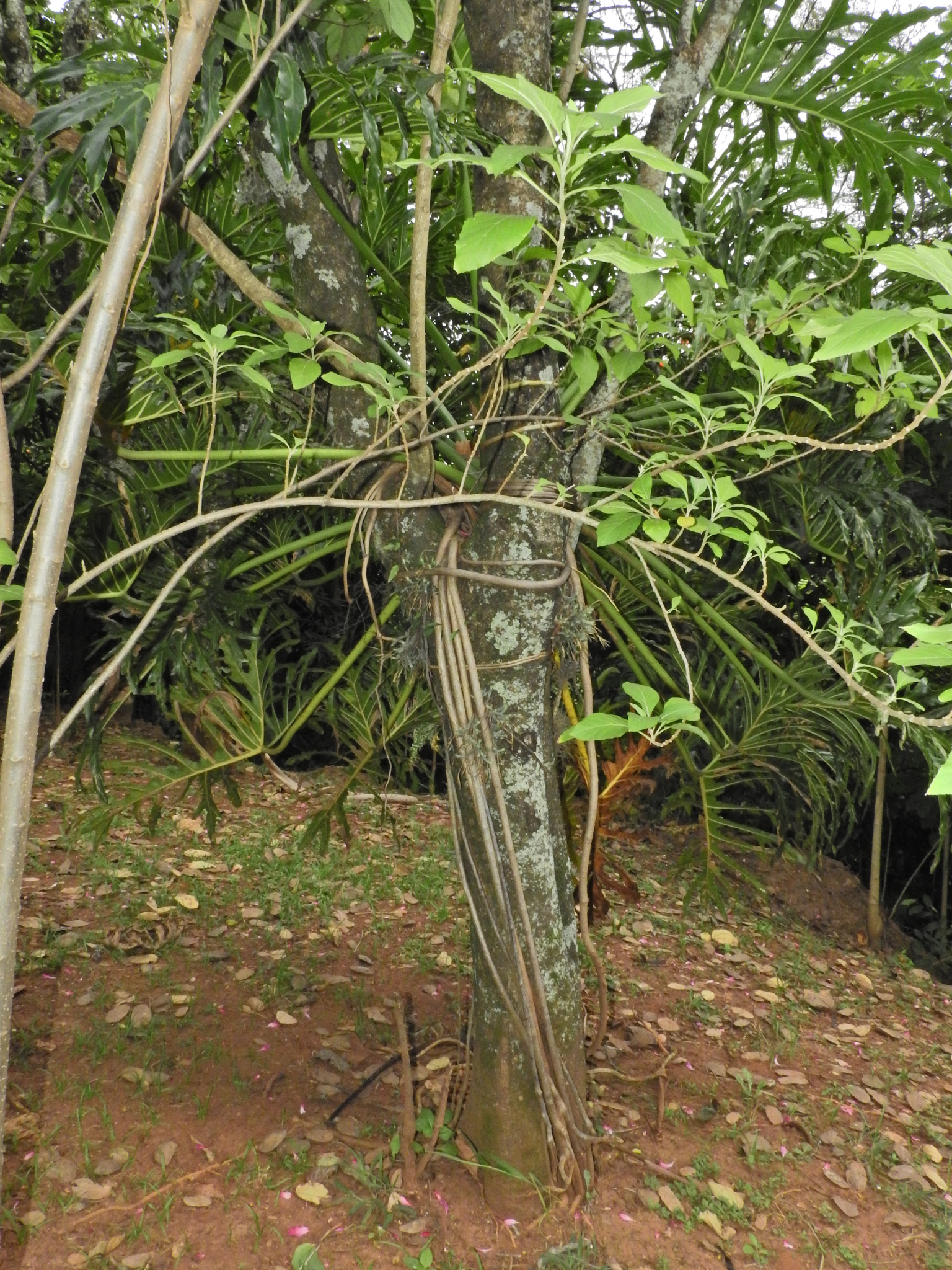 Photo of Tree Philodendron (3/7)