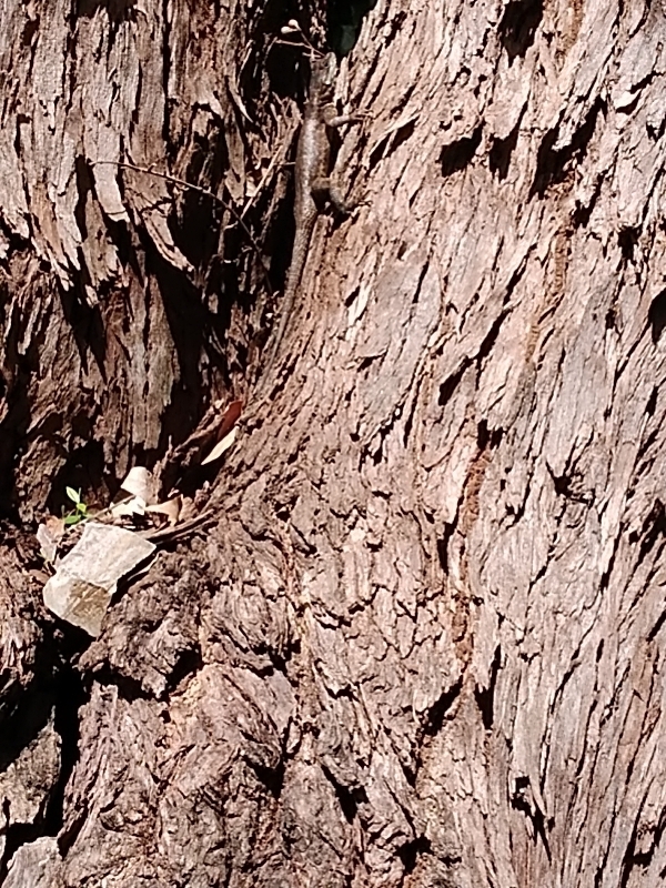 Photo of Plantae (3/4)