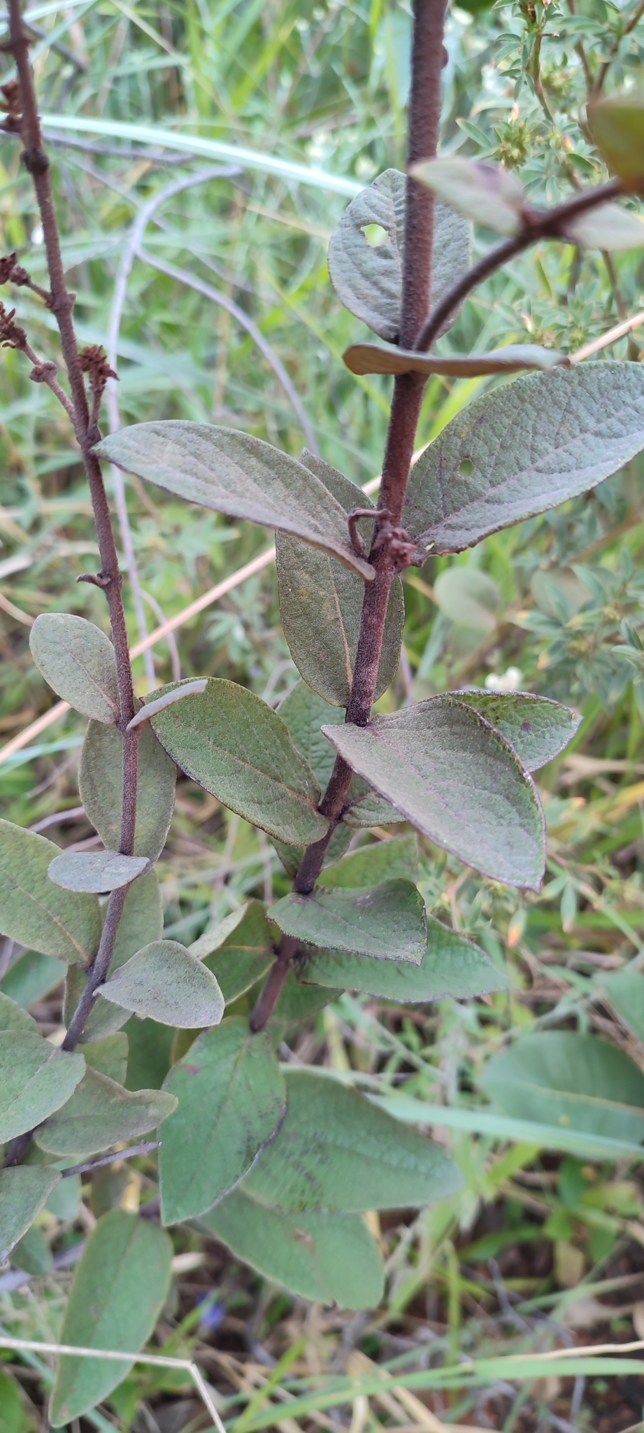 Photo of Heteropterys campestris (2/12)