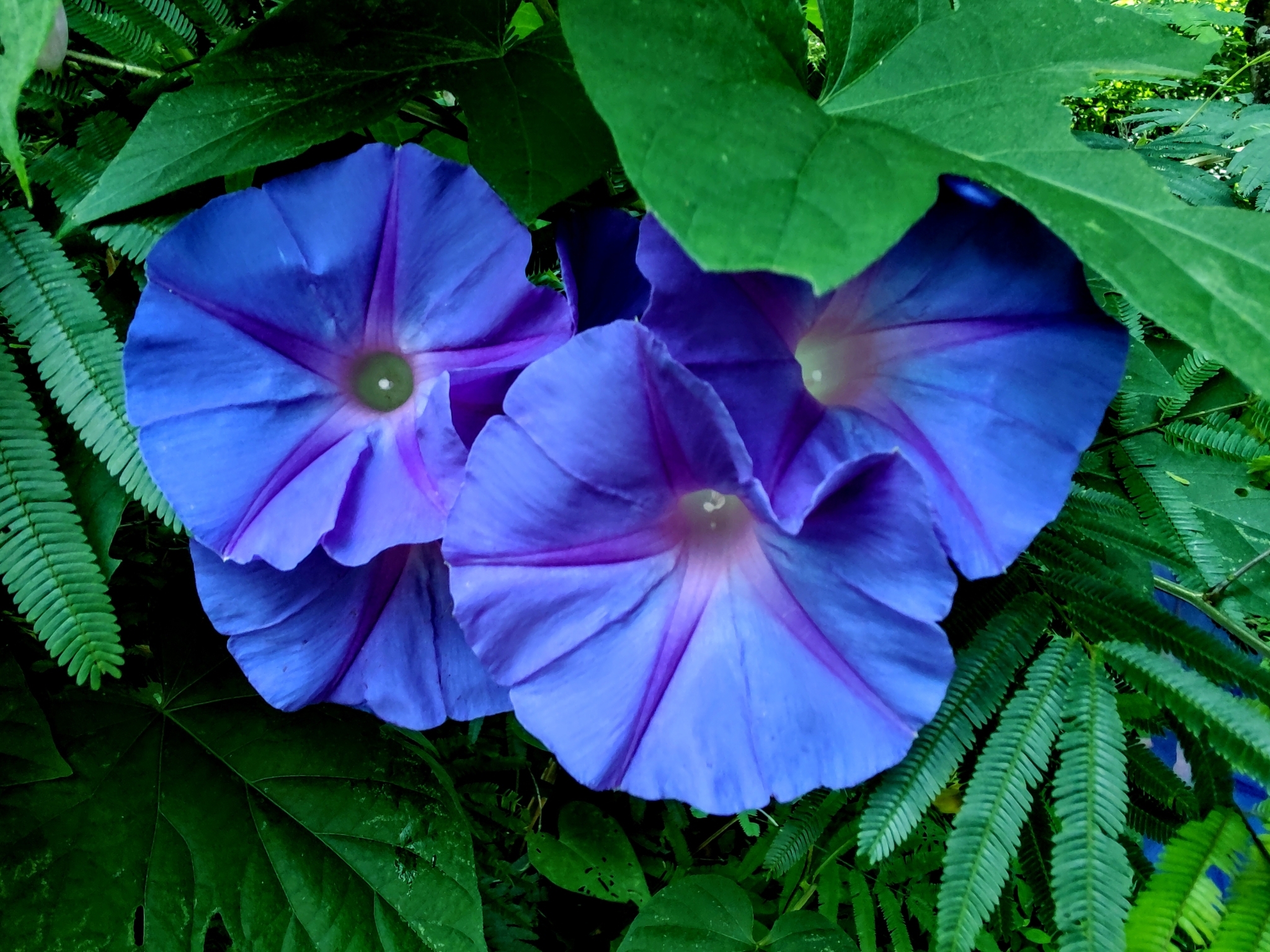 Photo of oceanblue morning glory (1/8)