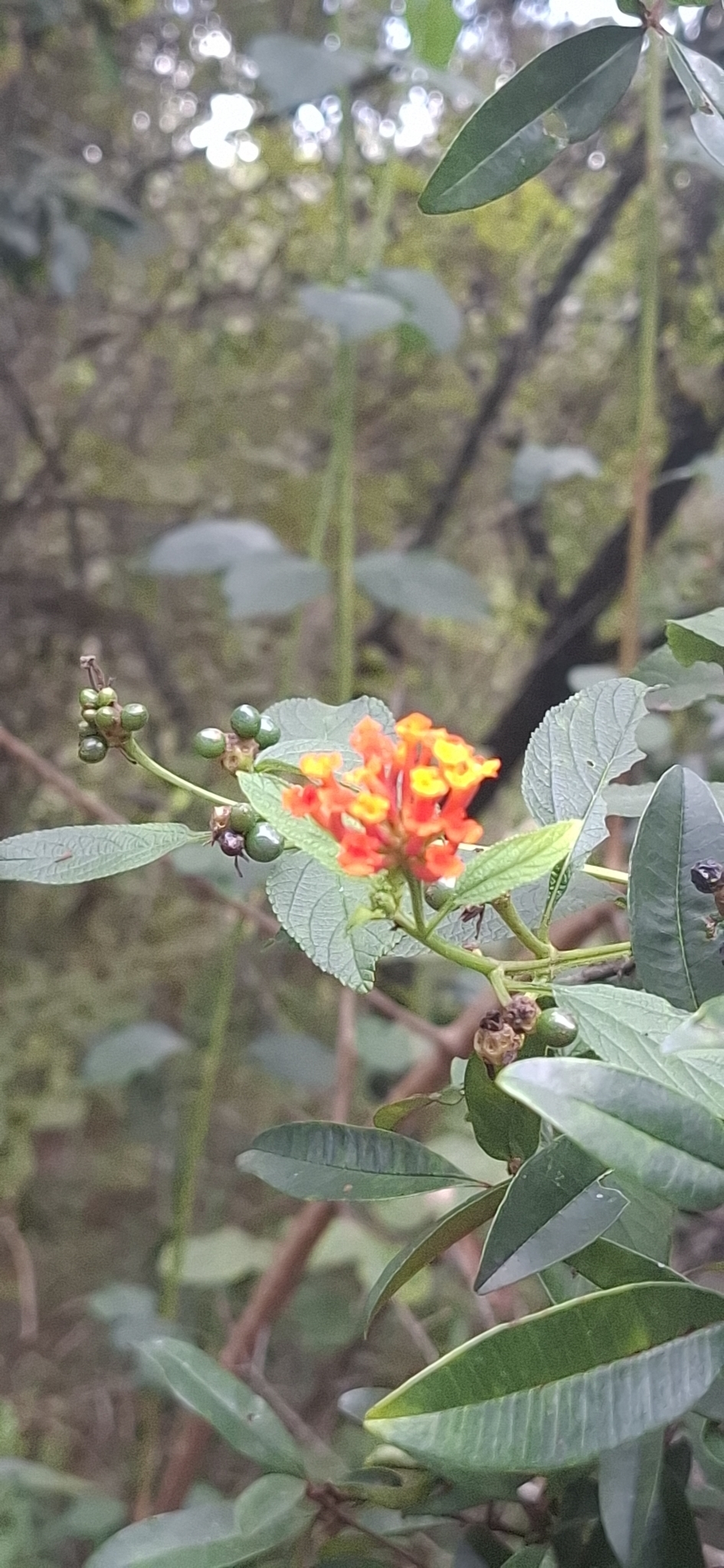 Photo of common lantana (7/8)