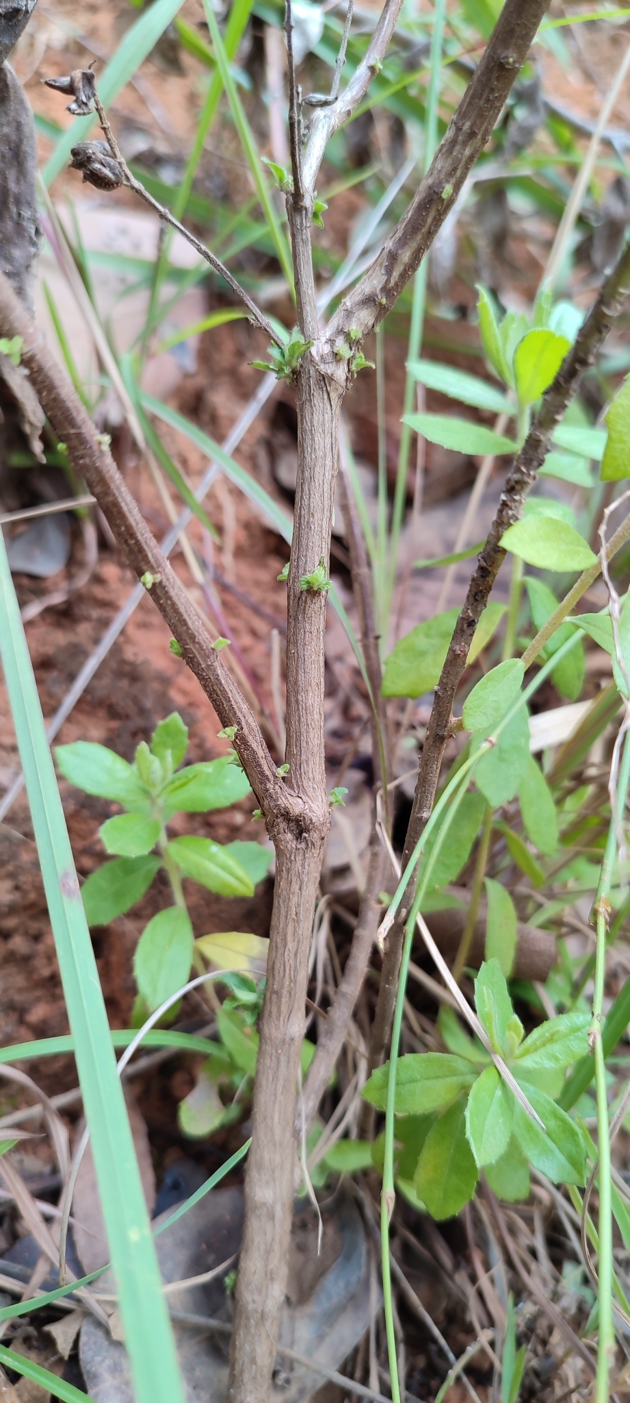 Photo of Oocephalus oppositiflorus (11/12)