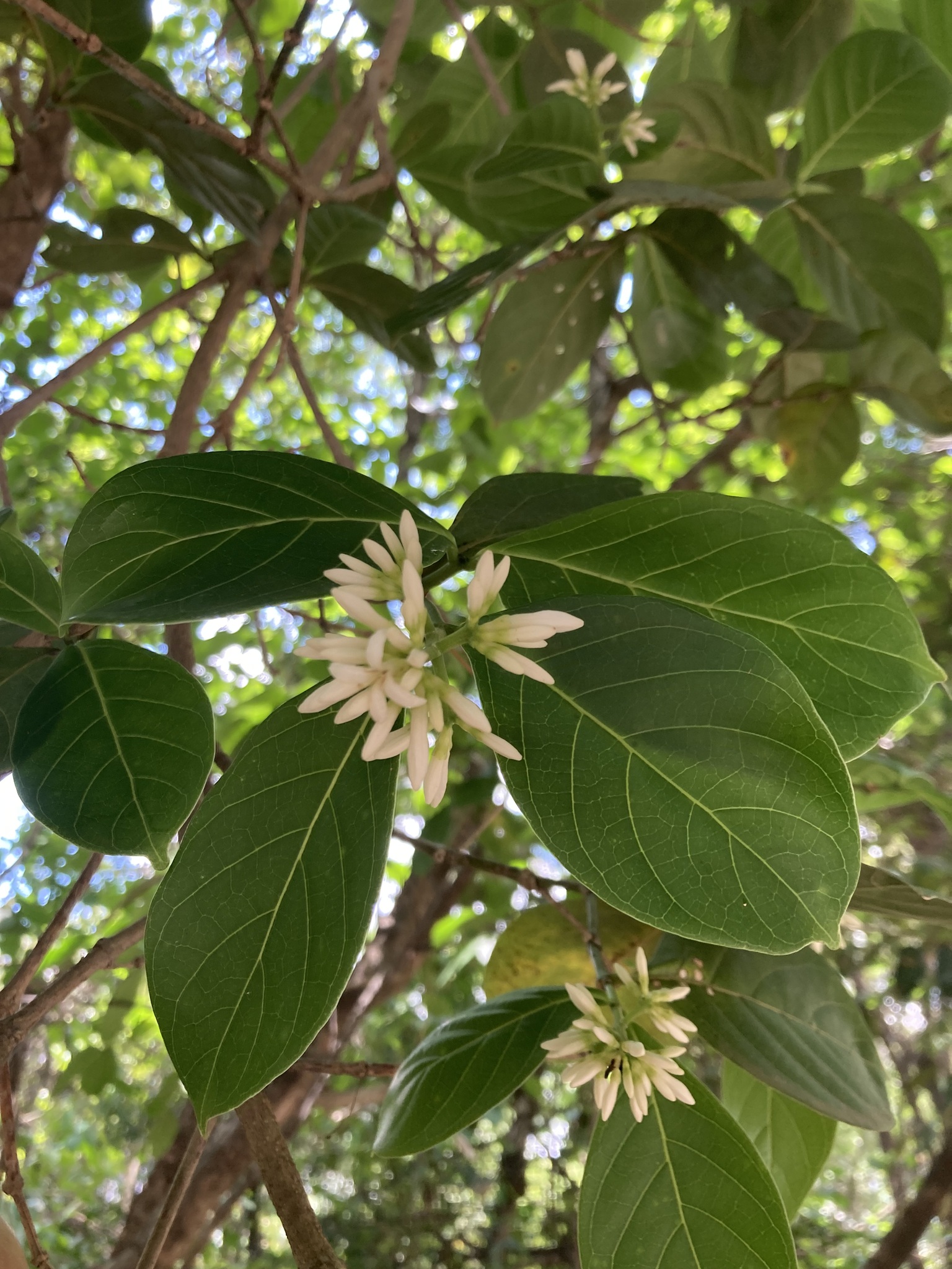 Photo of Coussarea hydrangeifolia (6/9)