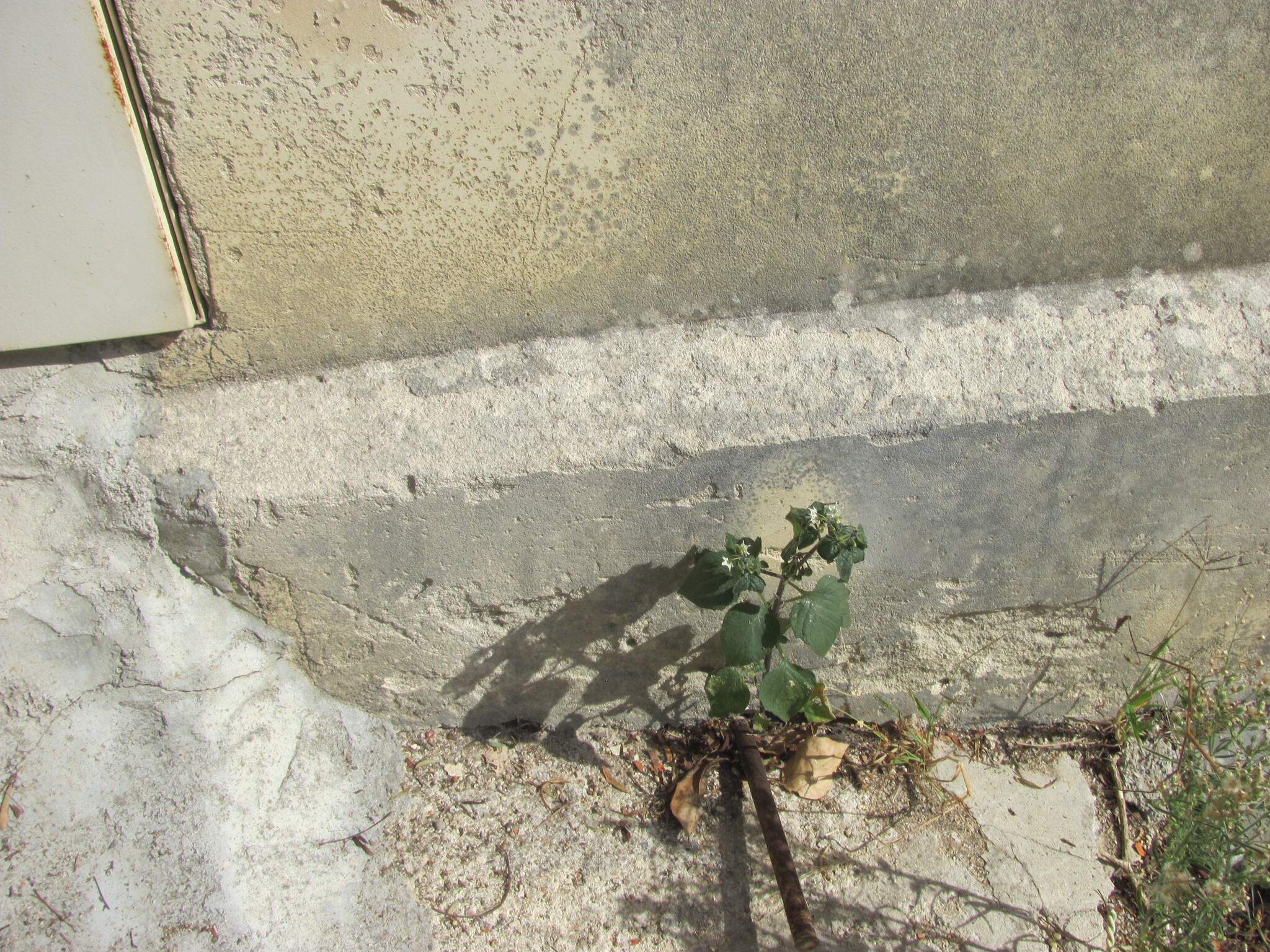 Photo of black nightshade (1/12)