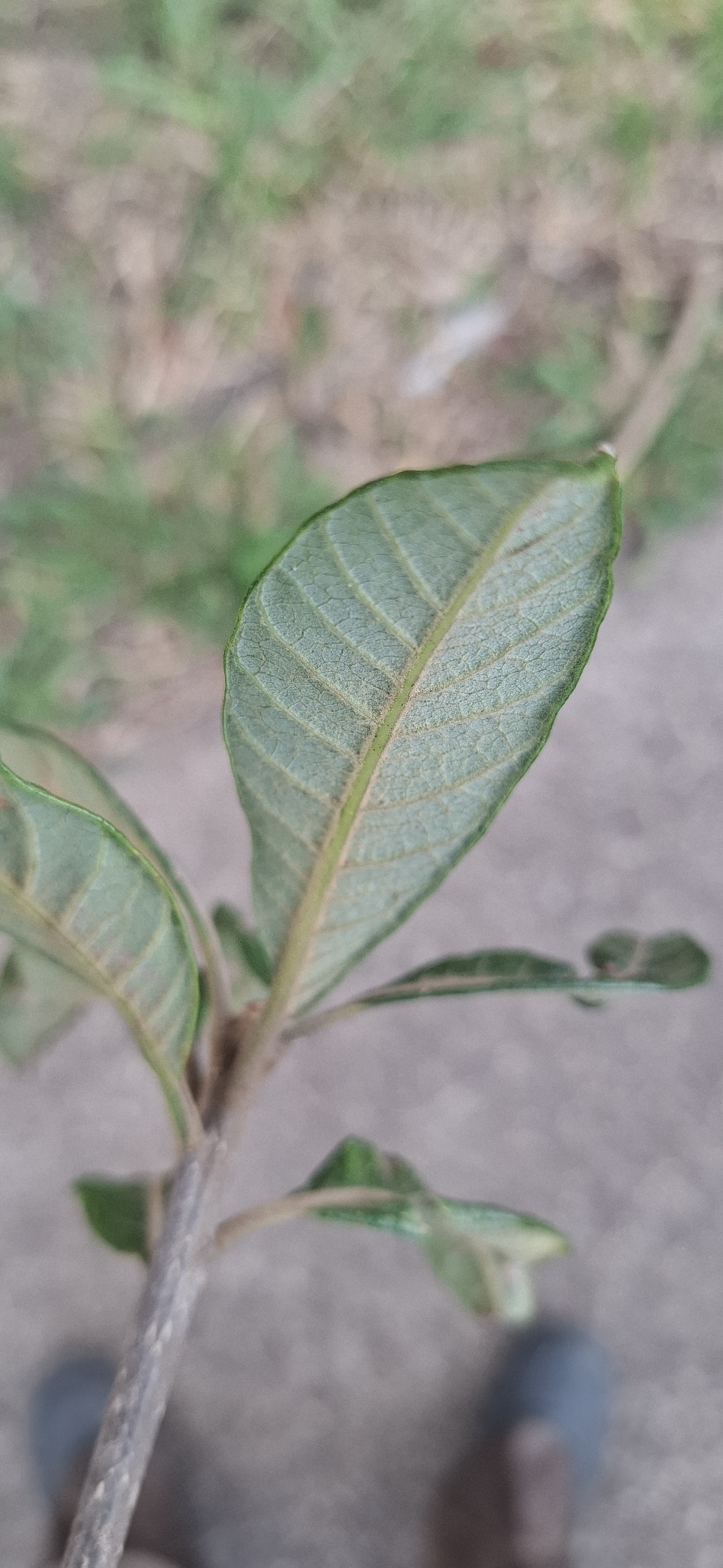 Photo of Aspidosperma tomentosum (4/12)