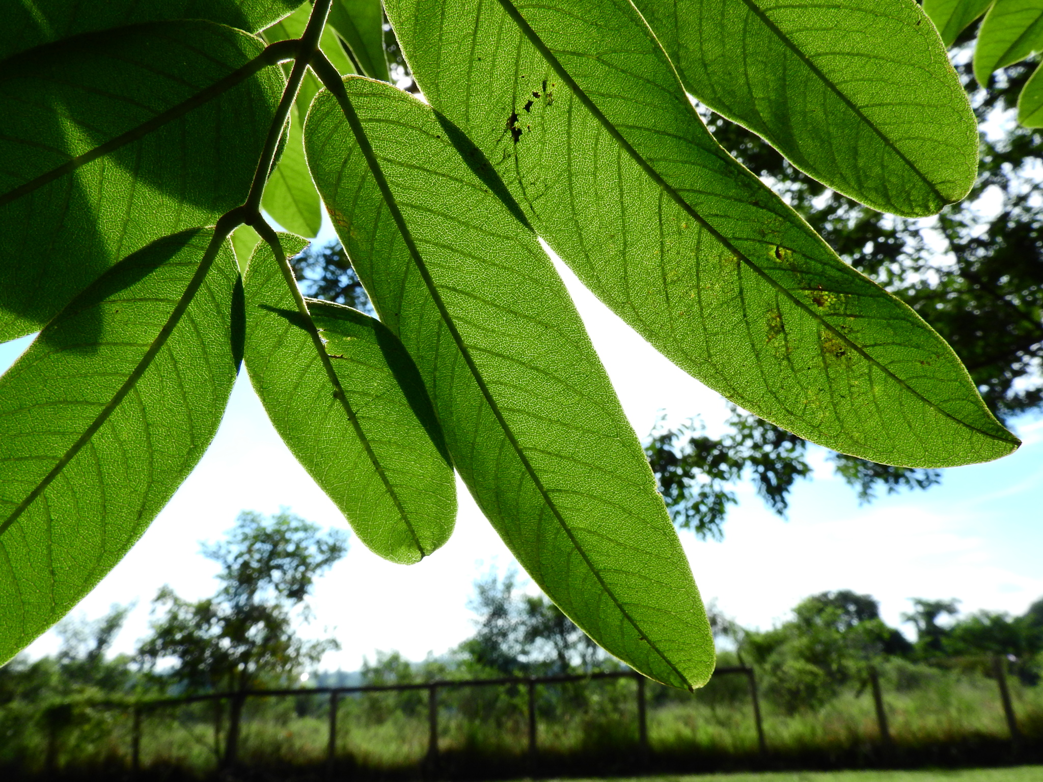 Photo of Senna silvestris (2/12)