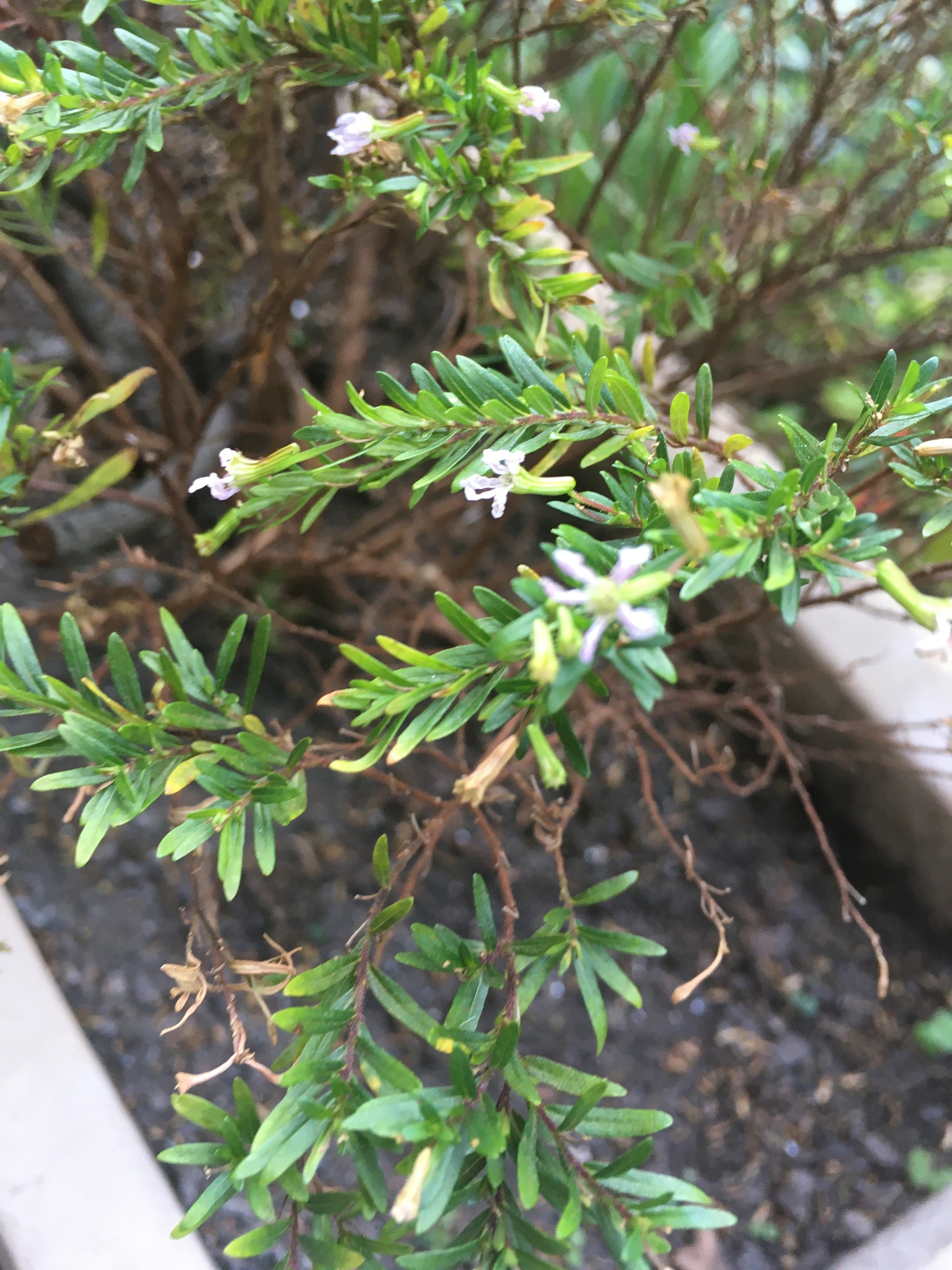 Photo of False heather (9/9)