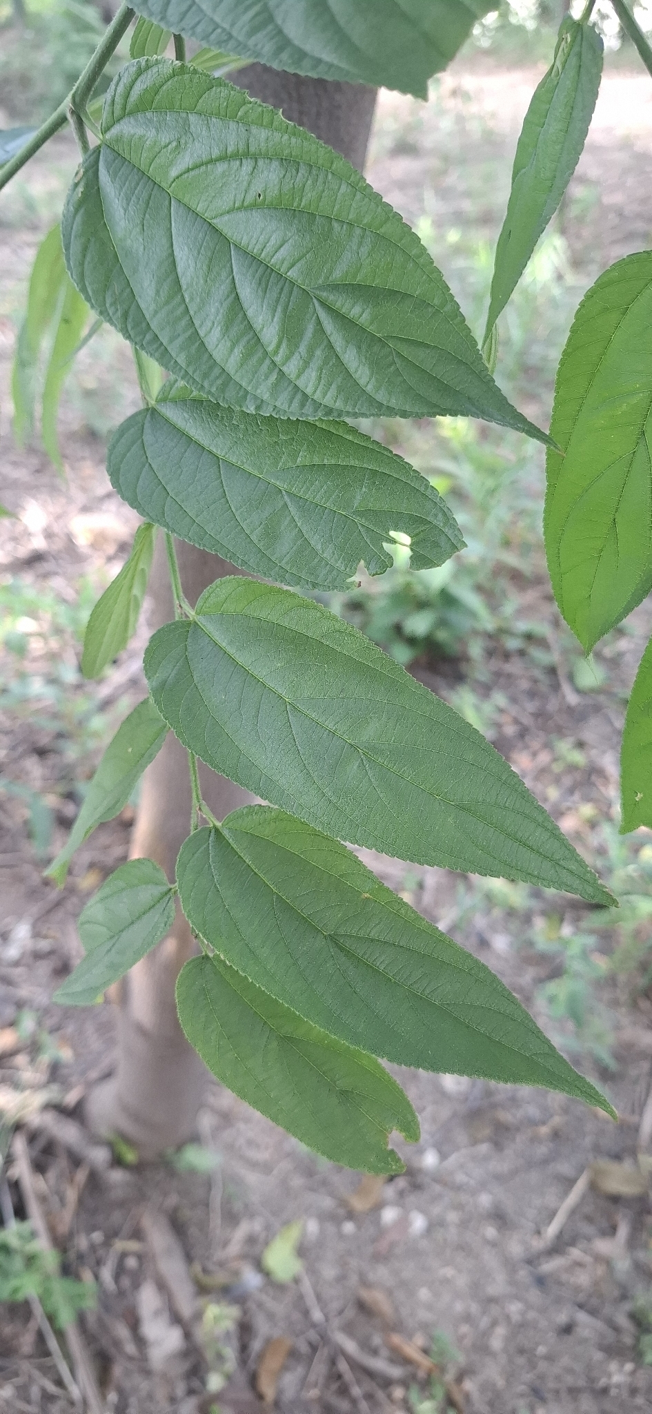 Photo of Nettletree (1/12)