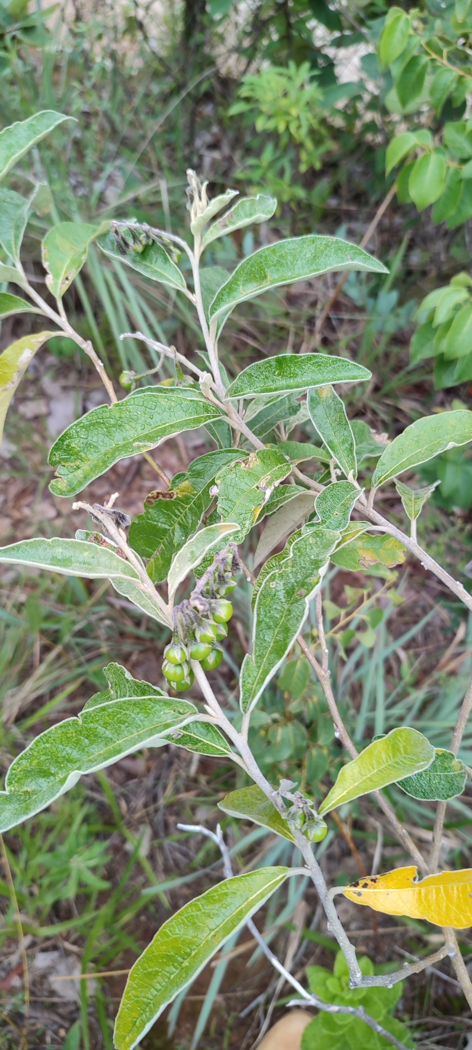 Photo of Solanum paniculatum (7/12)