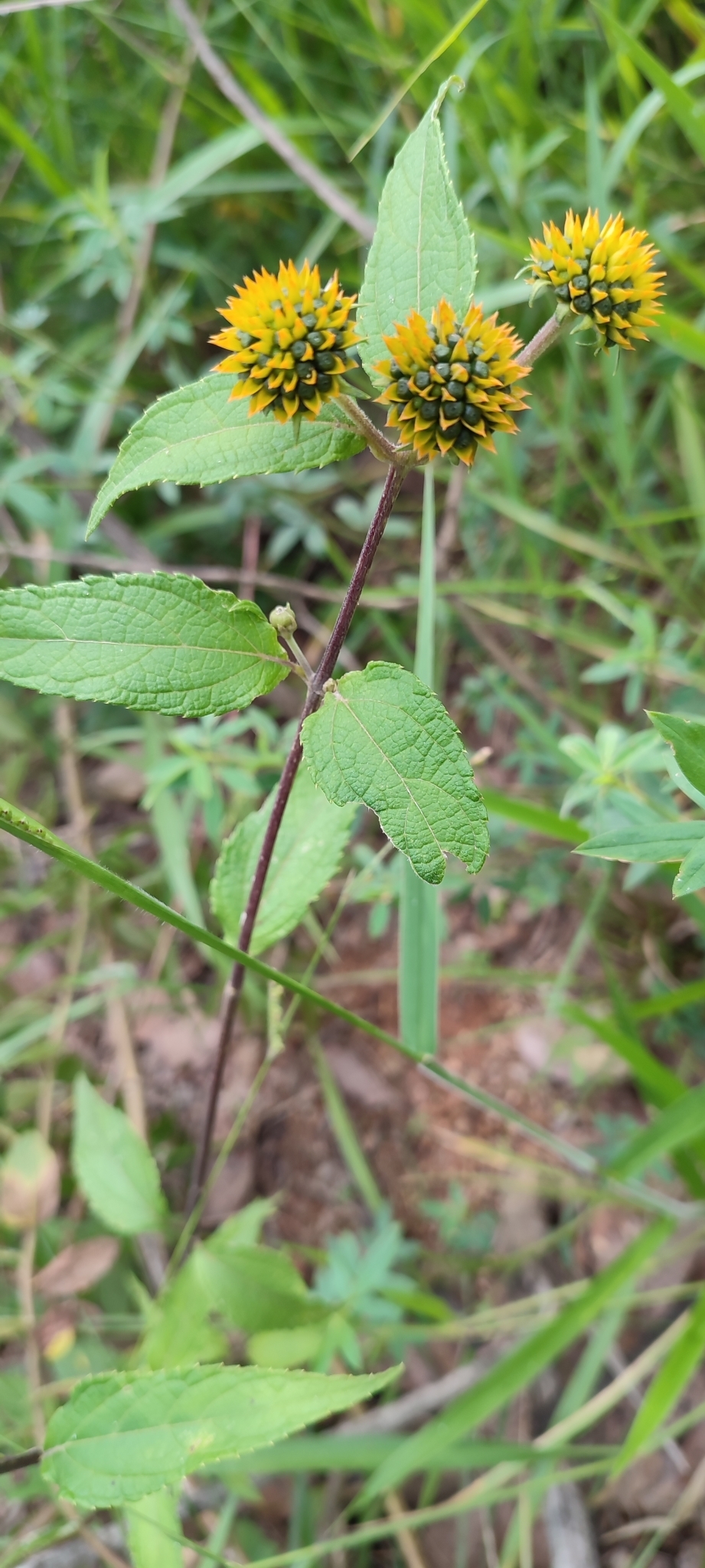 Photo of Tilesia baccata (9/10)