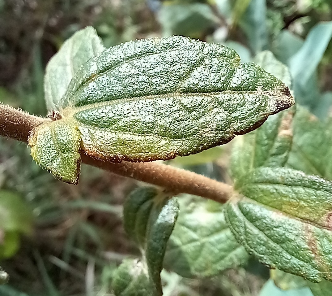 Photo of Aldama robusta (2/12)