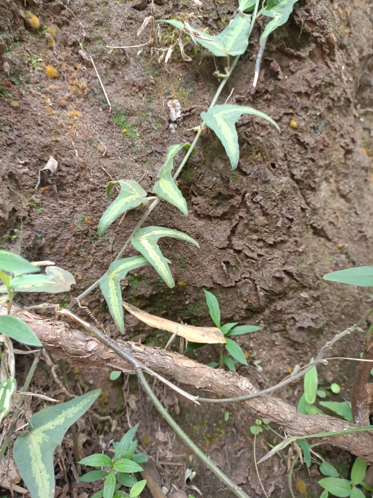 Photo of Passiflora capsularis (1/6)