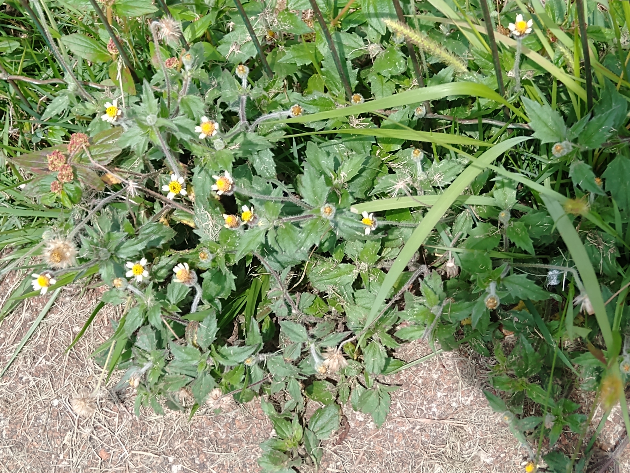 Photo of Tridax Daisy (12/12)