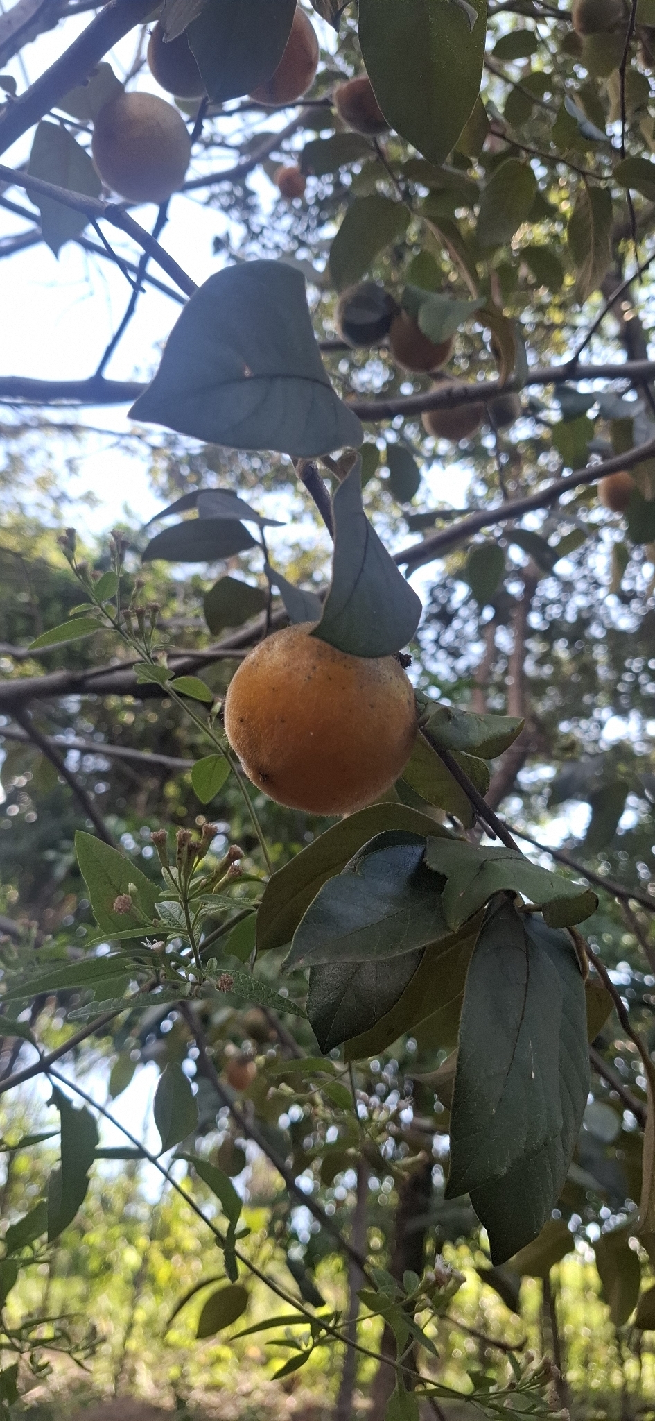 Photo of Diospyros lasiocalyx (7/12)