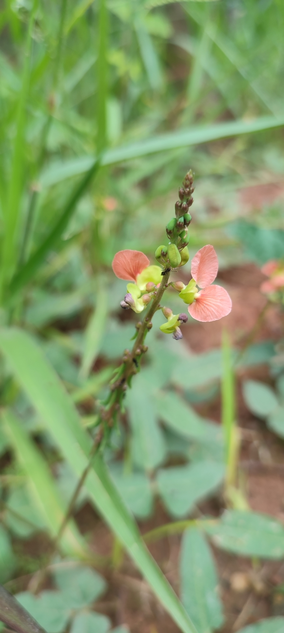 Photo of Macroptilium erythroloma (3/12)
