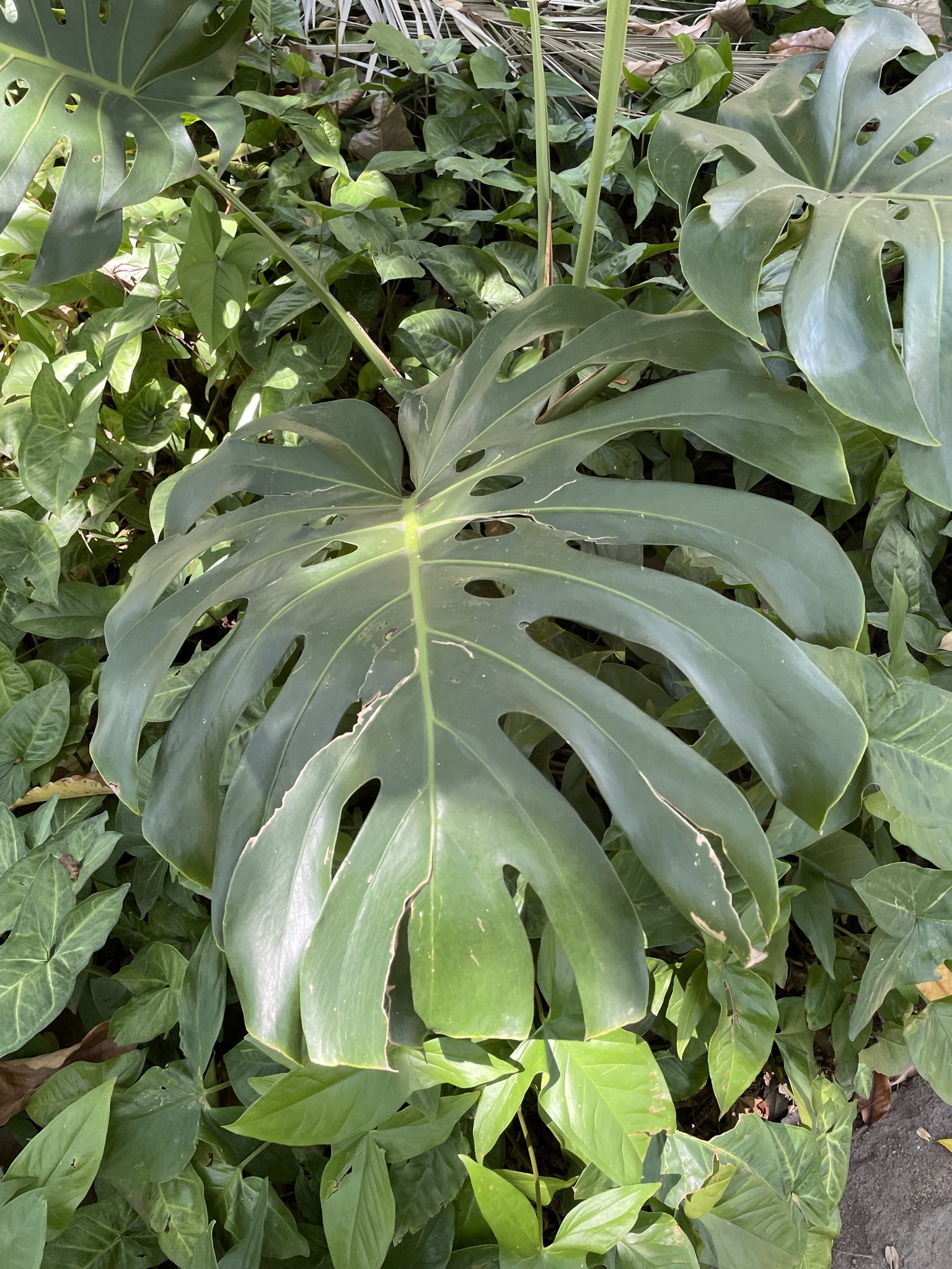 Photo of Swiss Cheese Plant (7/12)