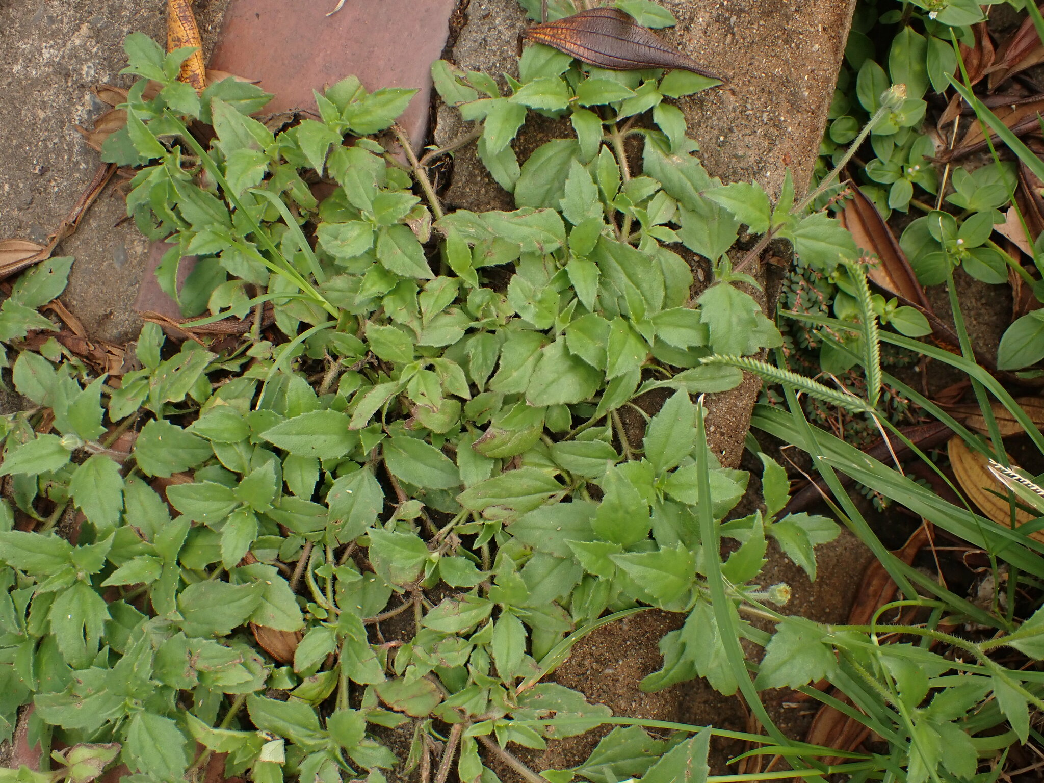 Photo of Tridax Daisy (10/12)