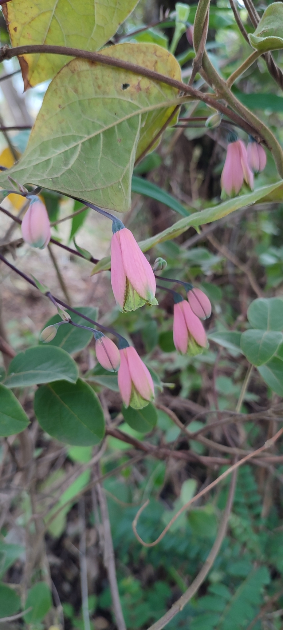 Photo of salsilla (9/12)
