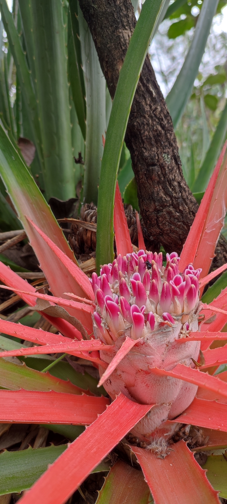 Photo of Bromelia goyazensis (10/12)