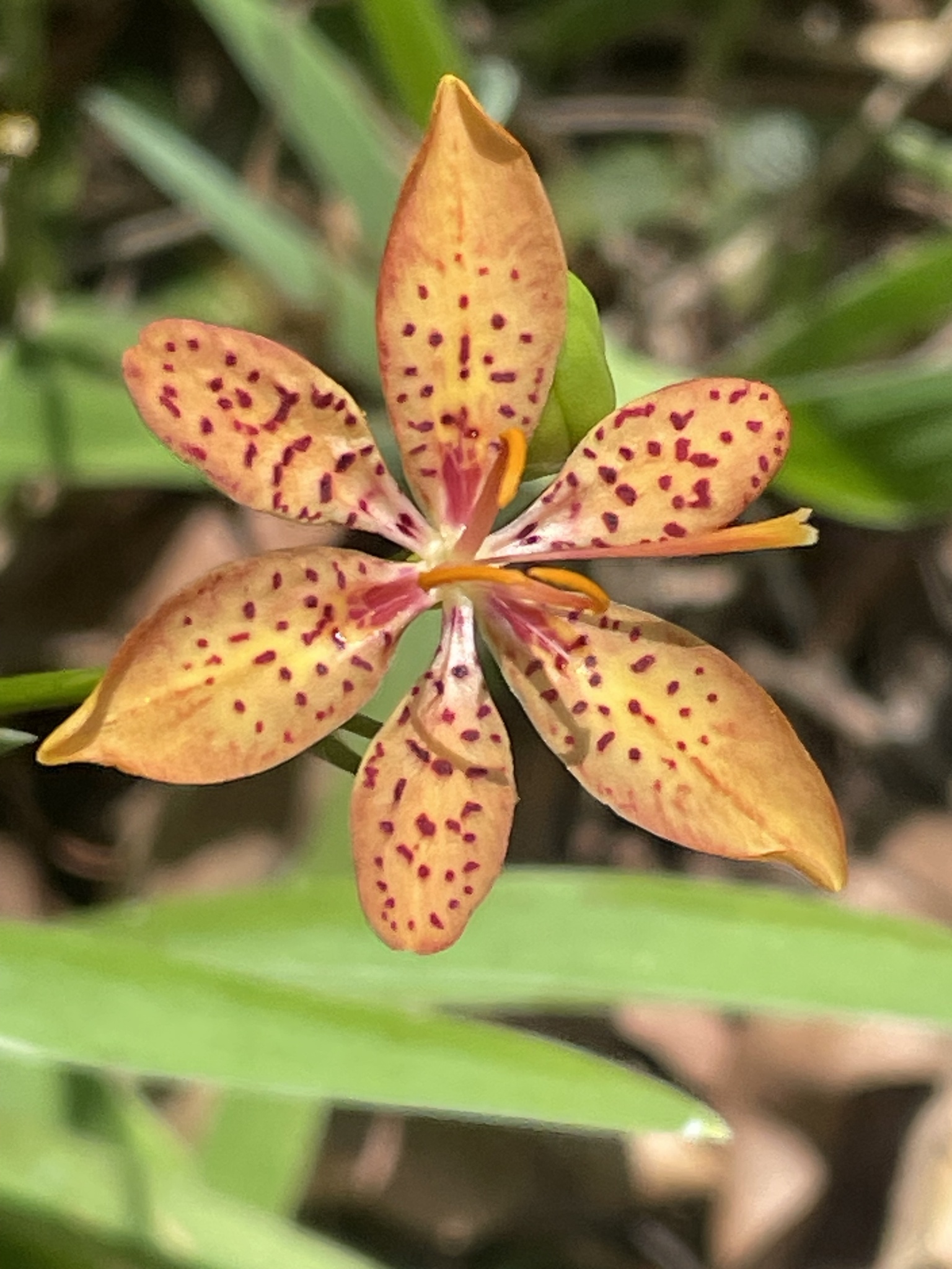 Photo of Blackberry Lily (3/9)