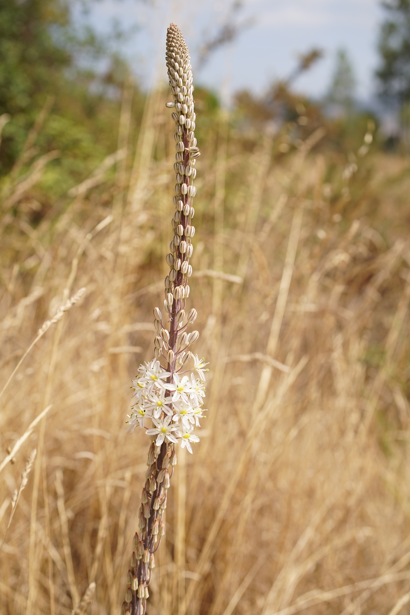 Photo of sea squill (1/10)