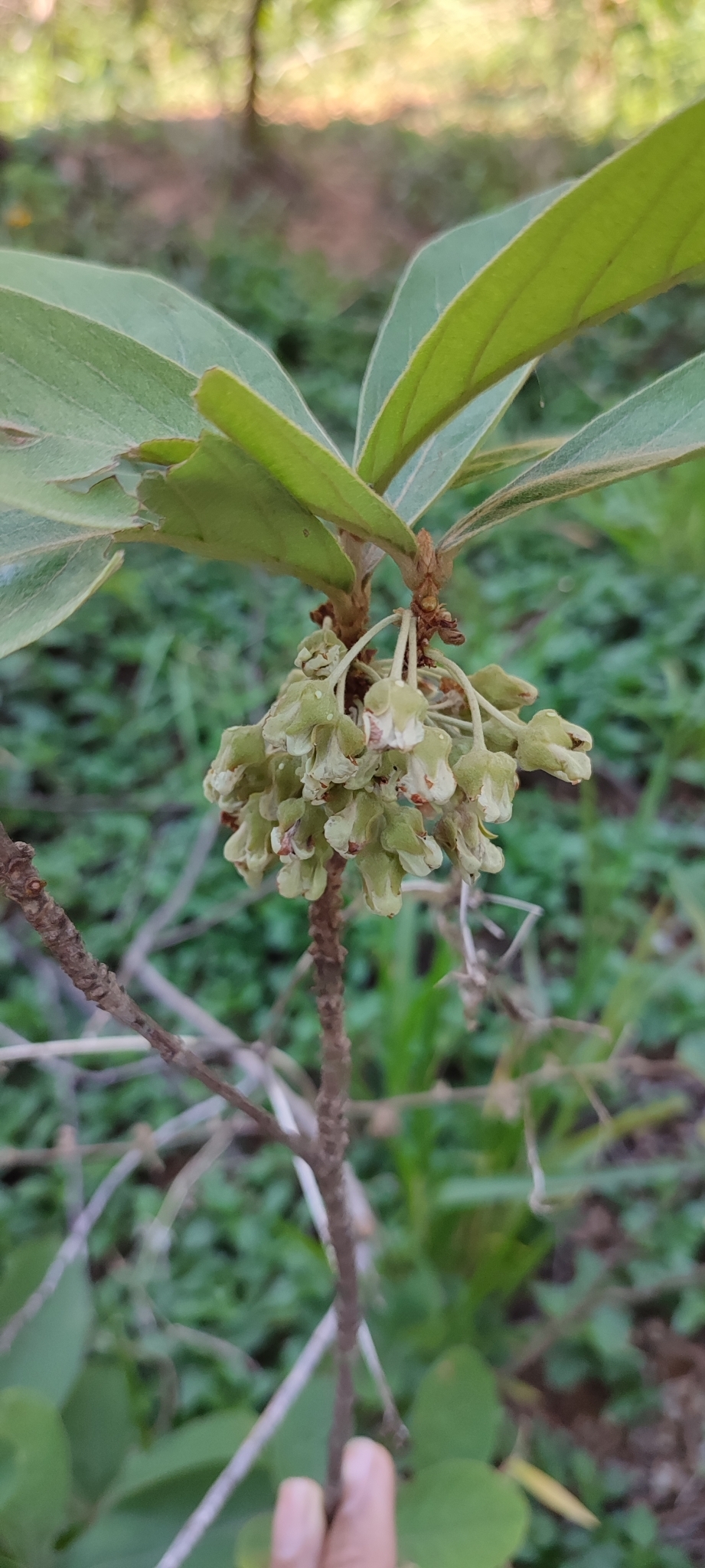 Photo of Pterandra pyroidea (2/8)