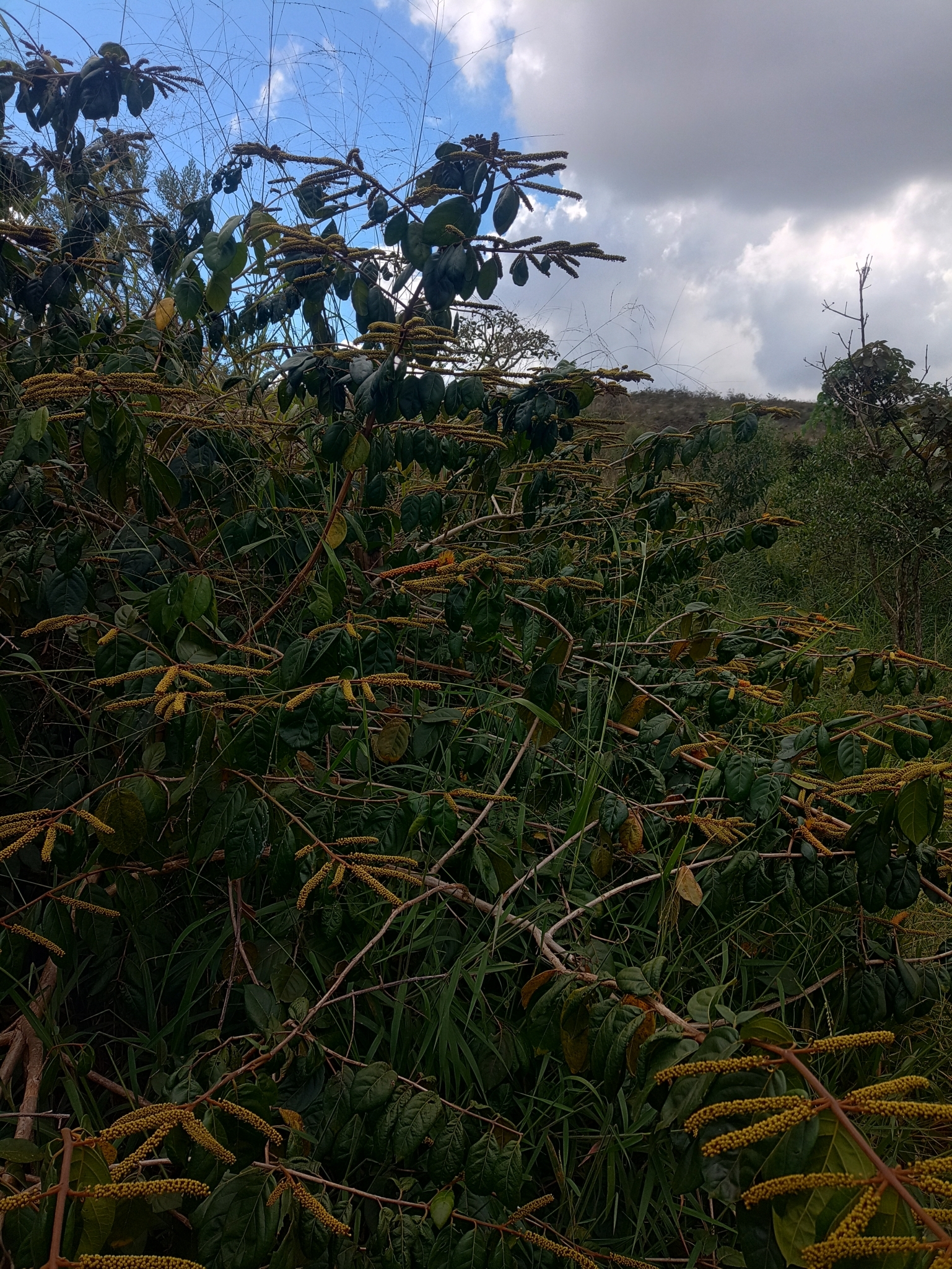 Photo of Combretum fruticosum (7/9)