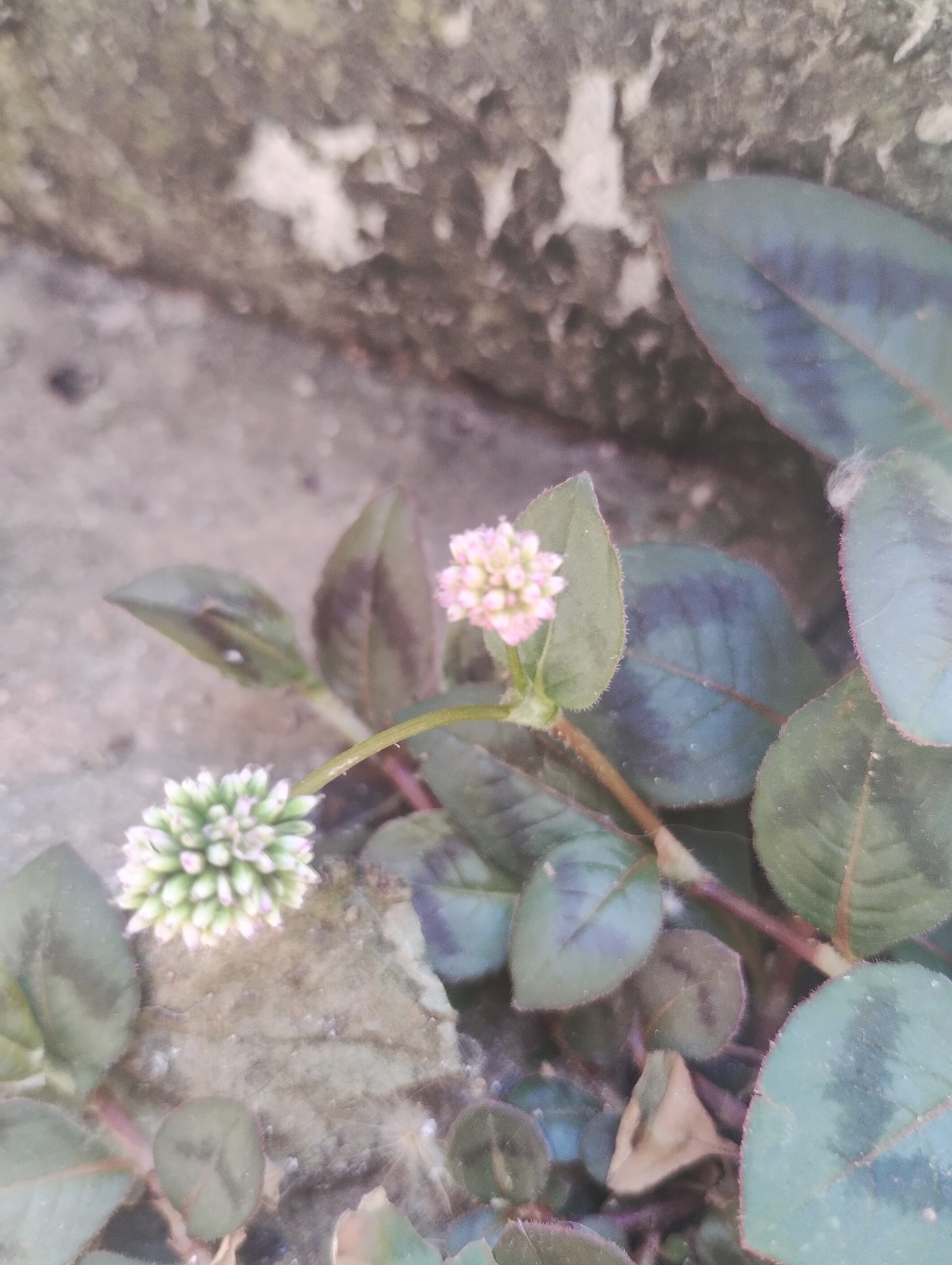 Photo of pink knotweed (3/8)