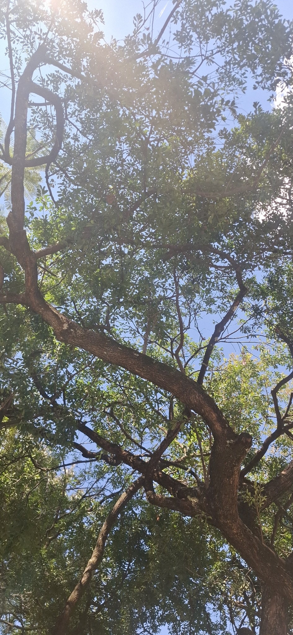 Photo of Chrysophyllum marginatum (11/12)