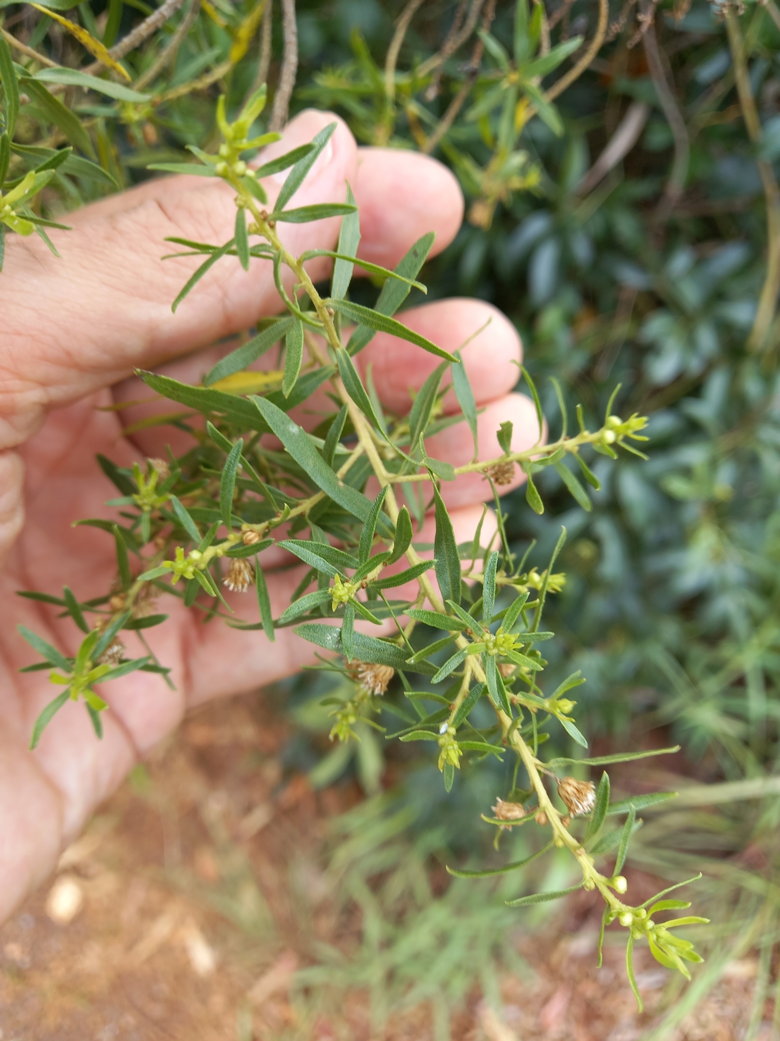 Photo of Baccharis dracunculifolia (10/12)