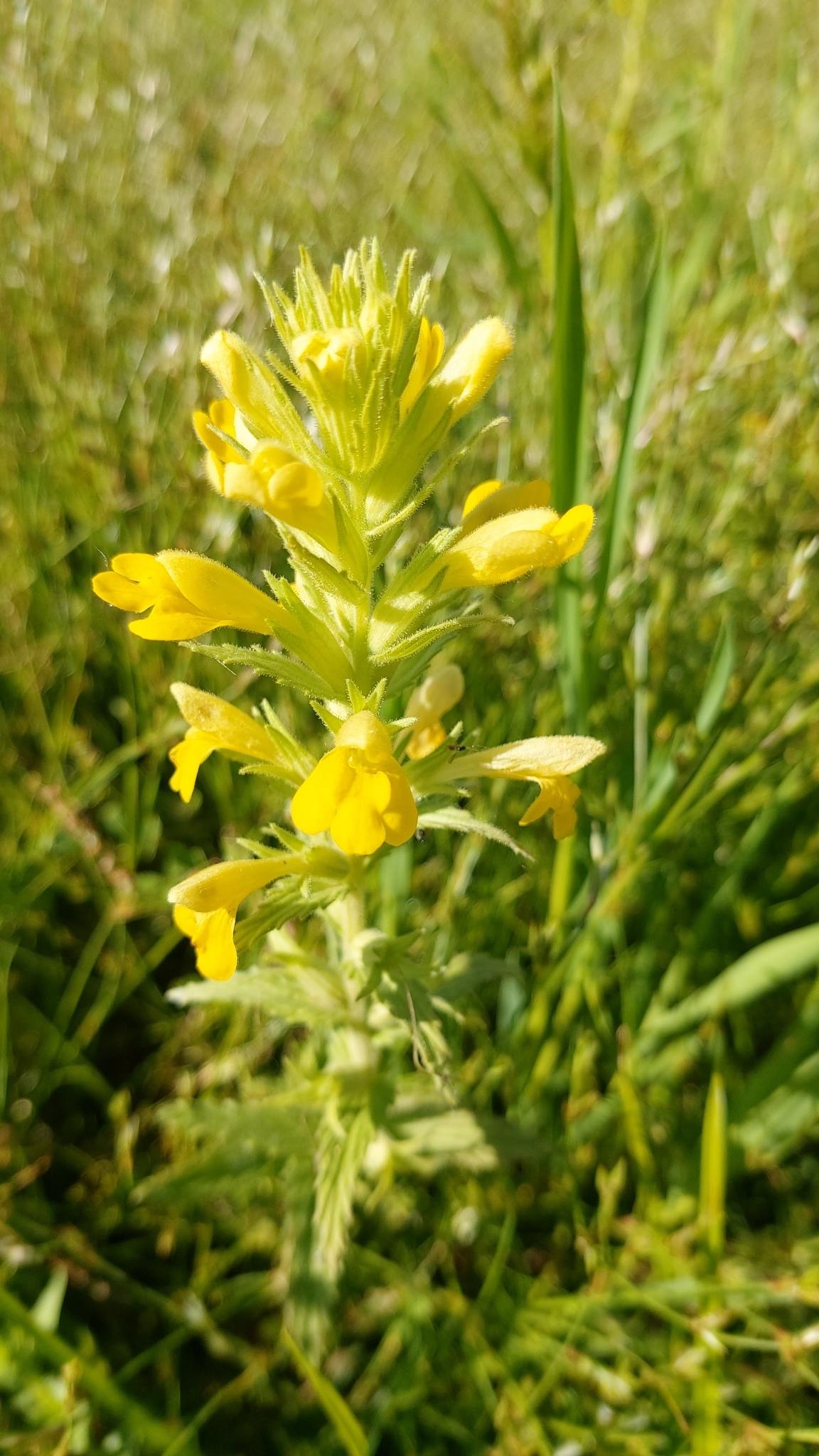 Photo of Yellow Glandweed (10/12)