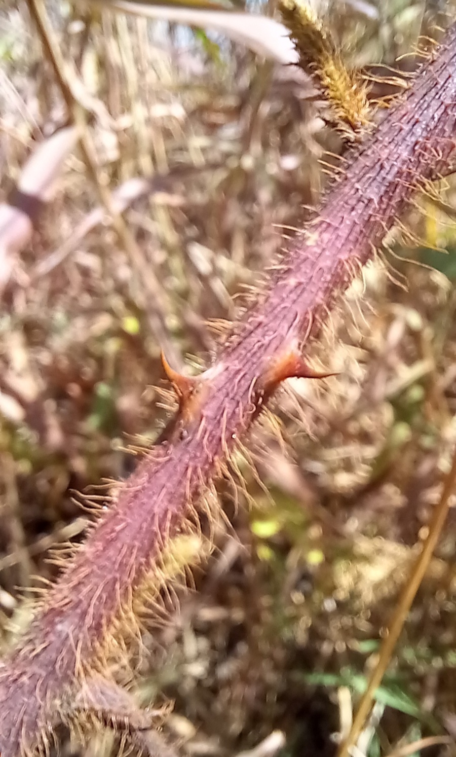 Photo of Mimoseae (4/6)