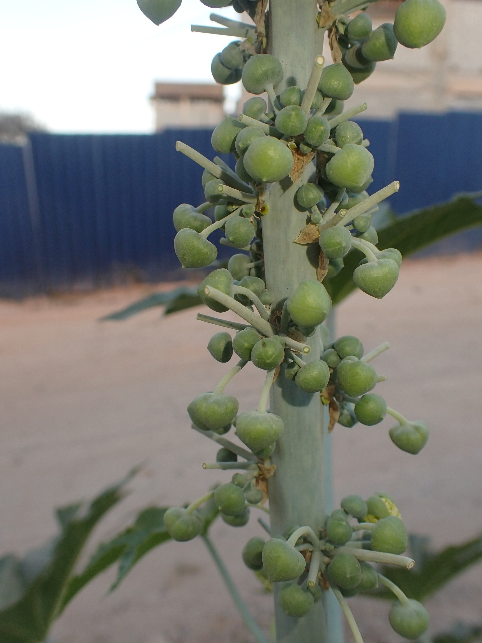 Photo of castor bean (3/12)