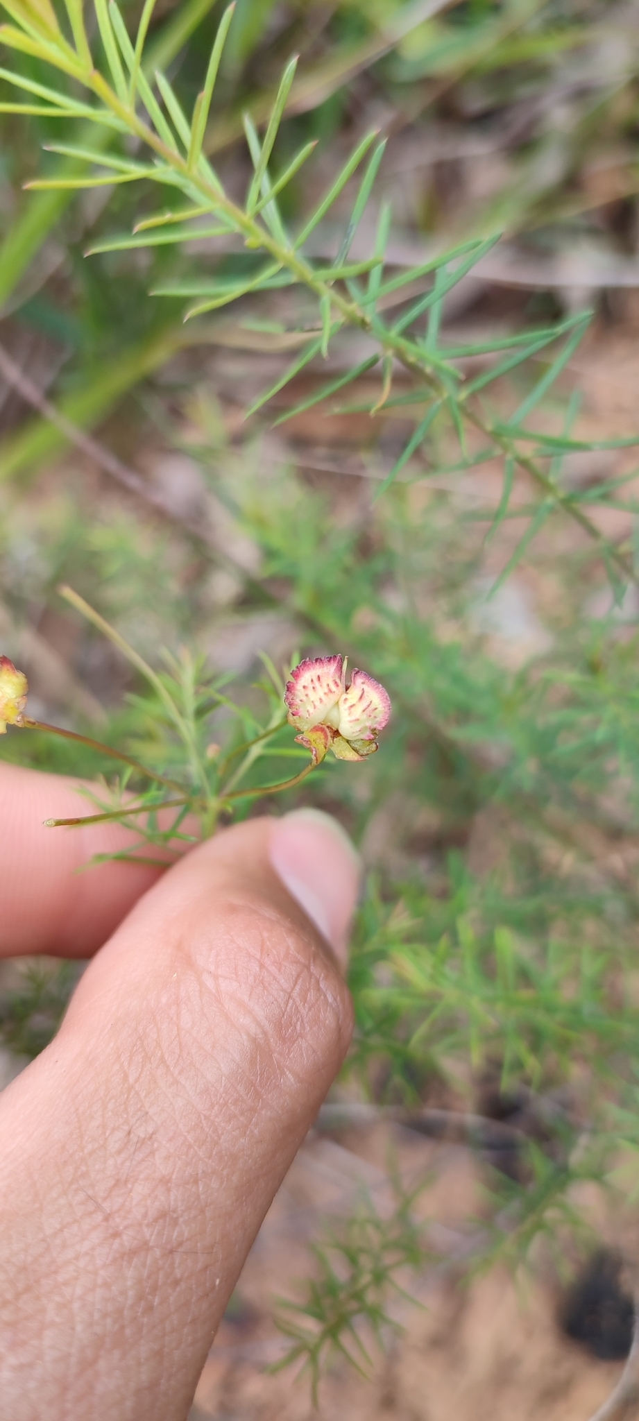 Photo of Camarea ericoides (4/8)