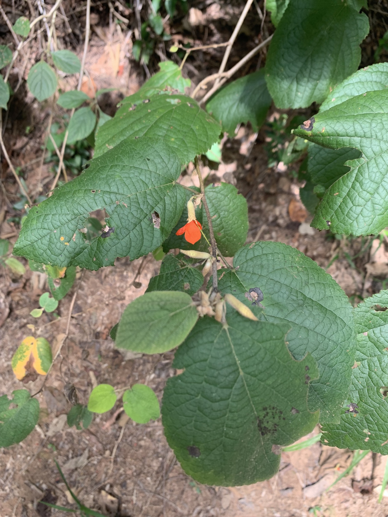 Photo of Angiospermae (6/6)