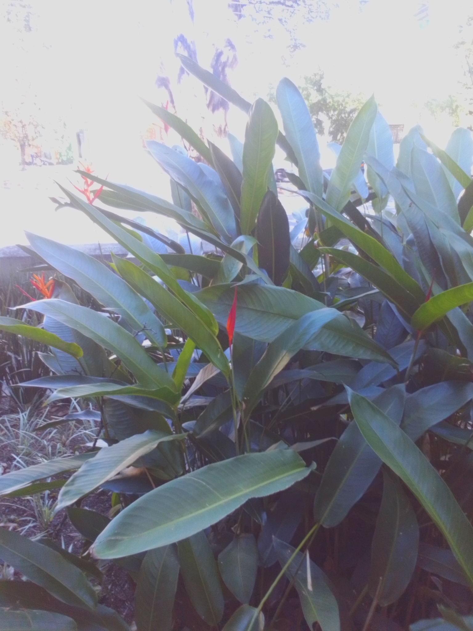 Photo of Parrot's Beak (4/11)