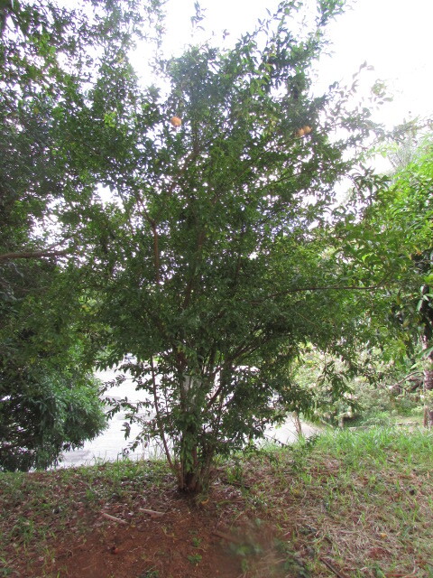 Photo of pomegranate (3/6)