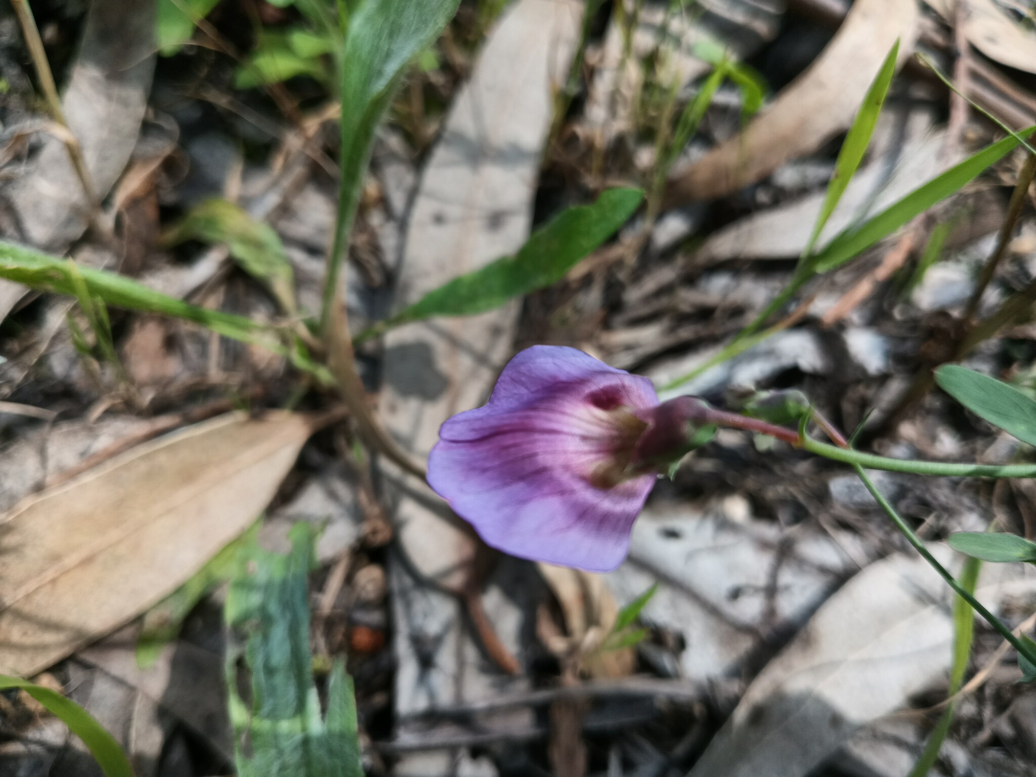Photo of Crimson Pea (7/8)