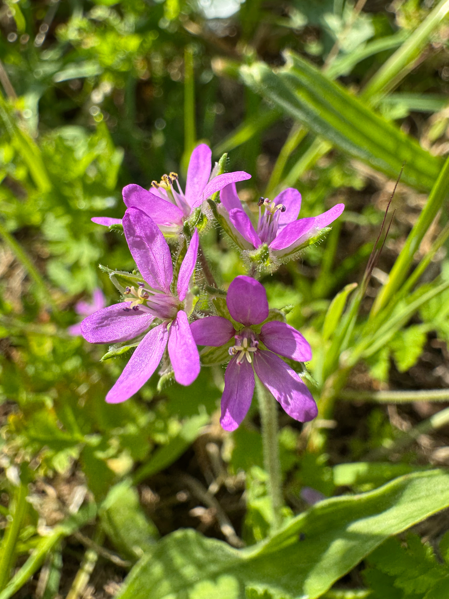 Photo of musk stork's-bill (7/12)