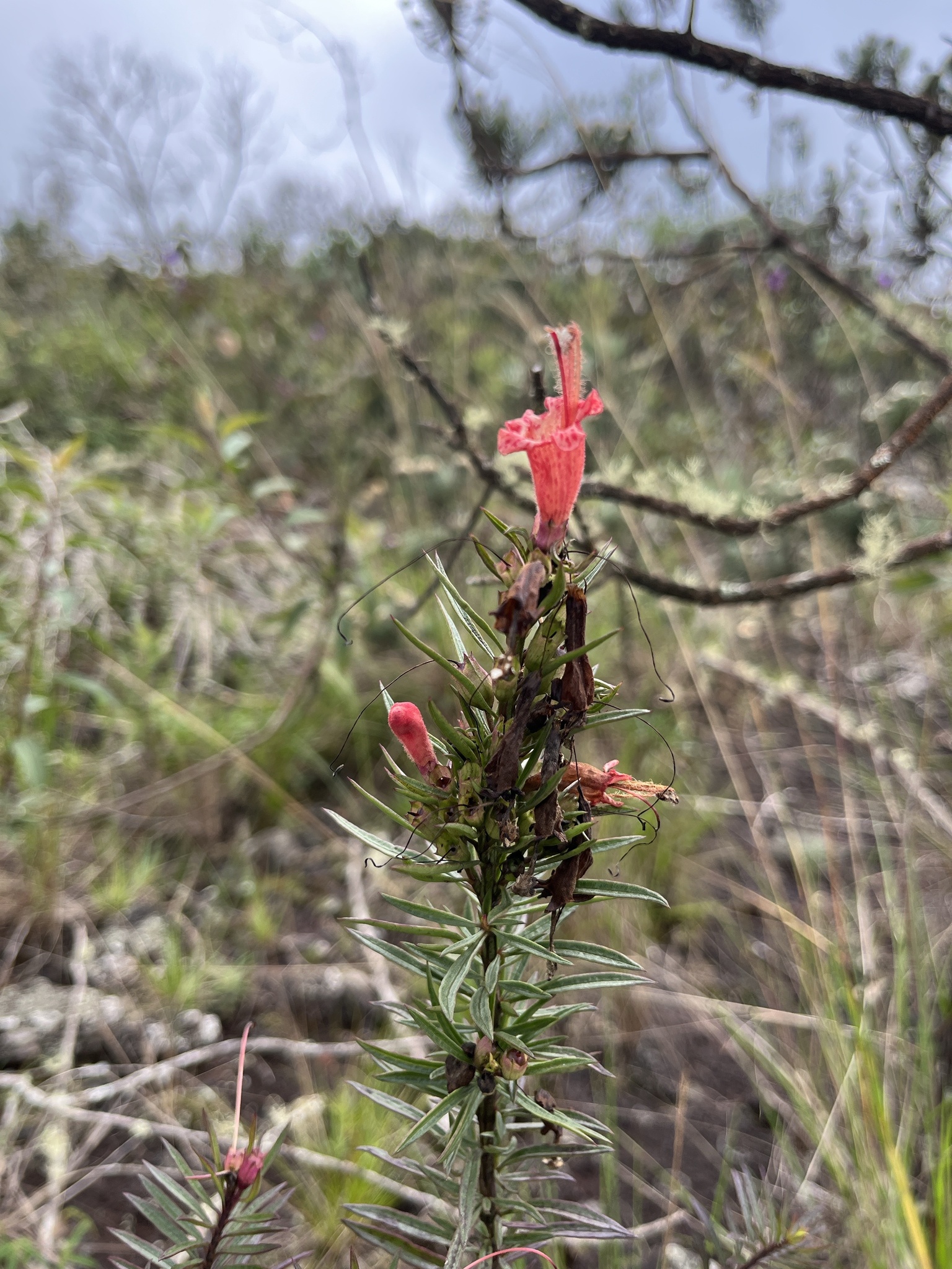 Photo of Esterhazya splendida (6/10)