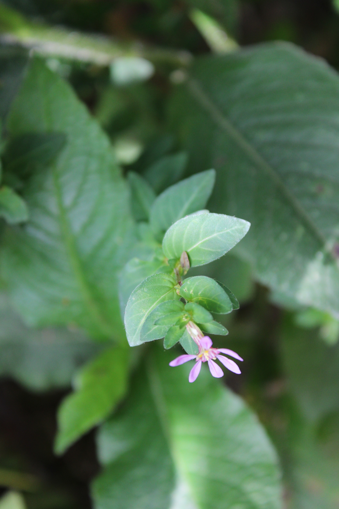 Photo of False heather (7/7)