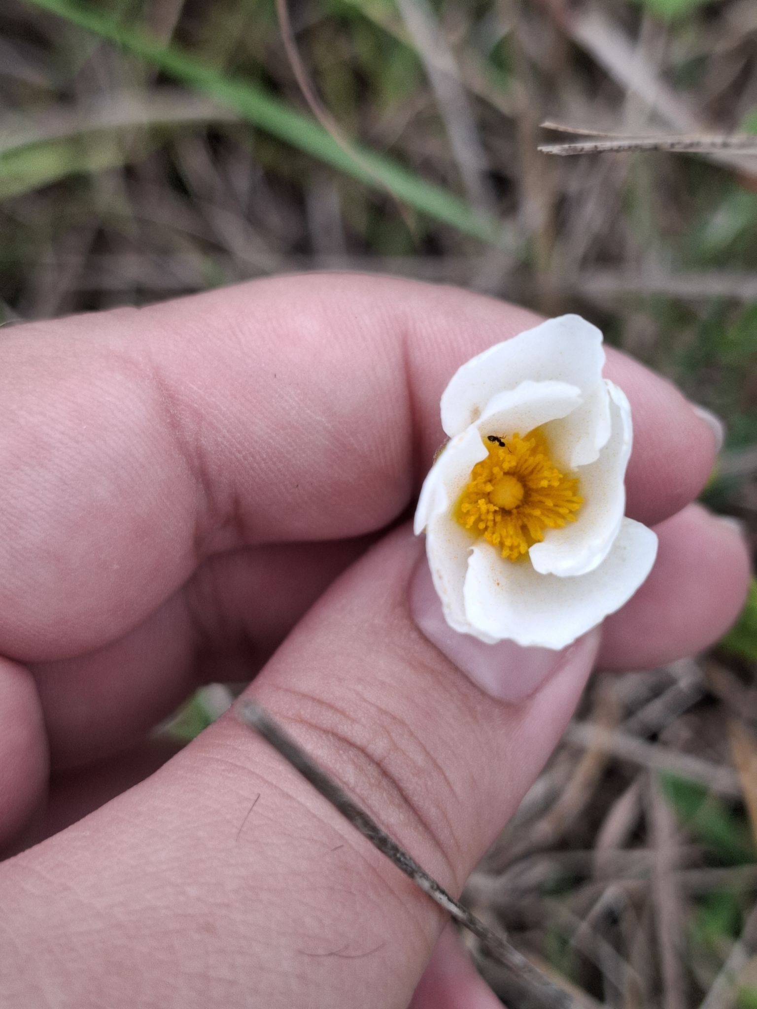 Photo of Sage-leaved Rock-rose (6/12)
