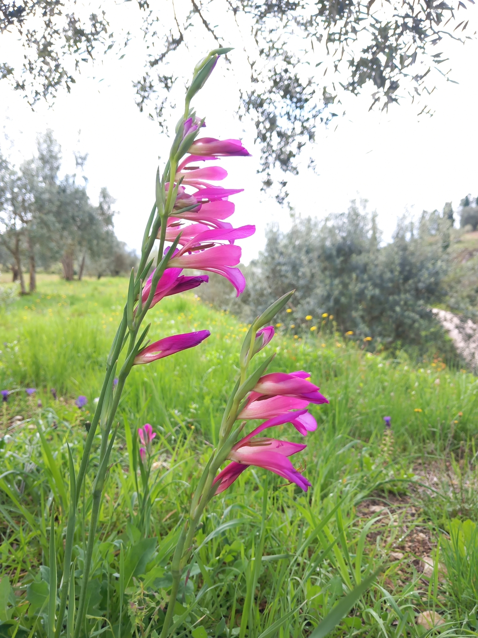 Photo of Field Gladiolus (5/12)