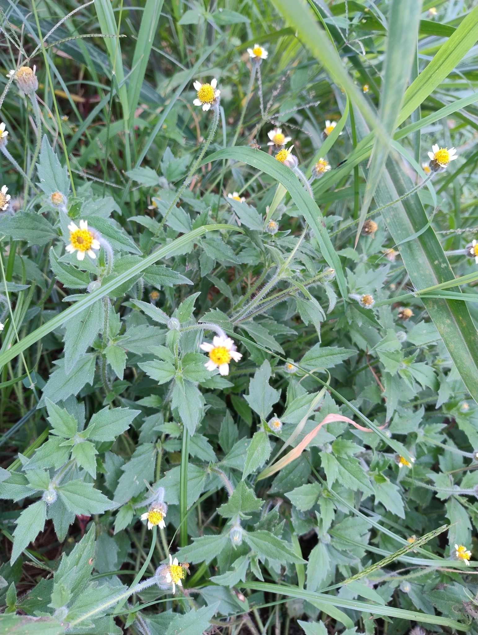 Photo of Tridax Daisy (1/12)