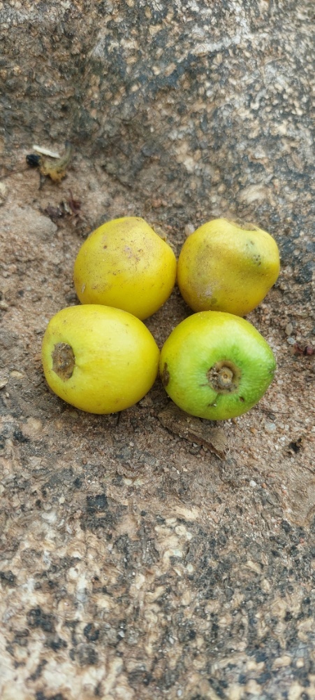 Photo of Gmelina (4/7)