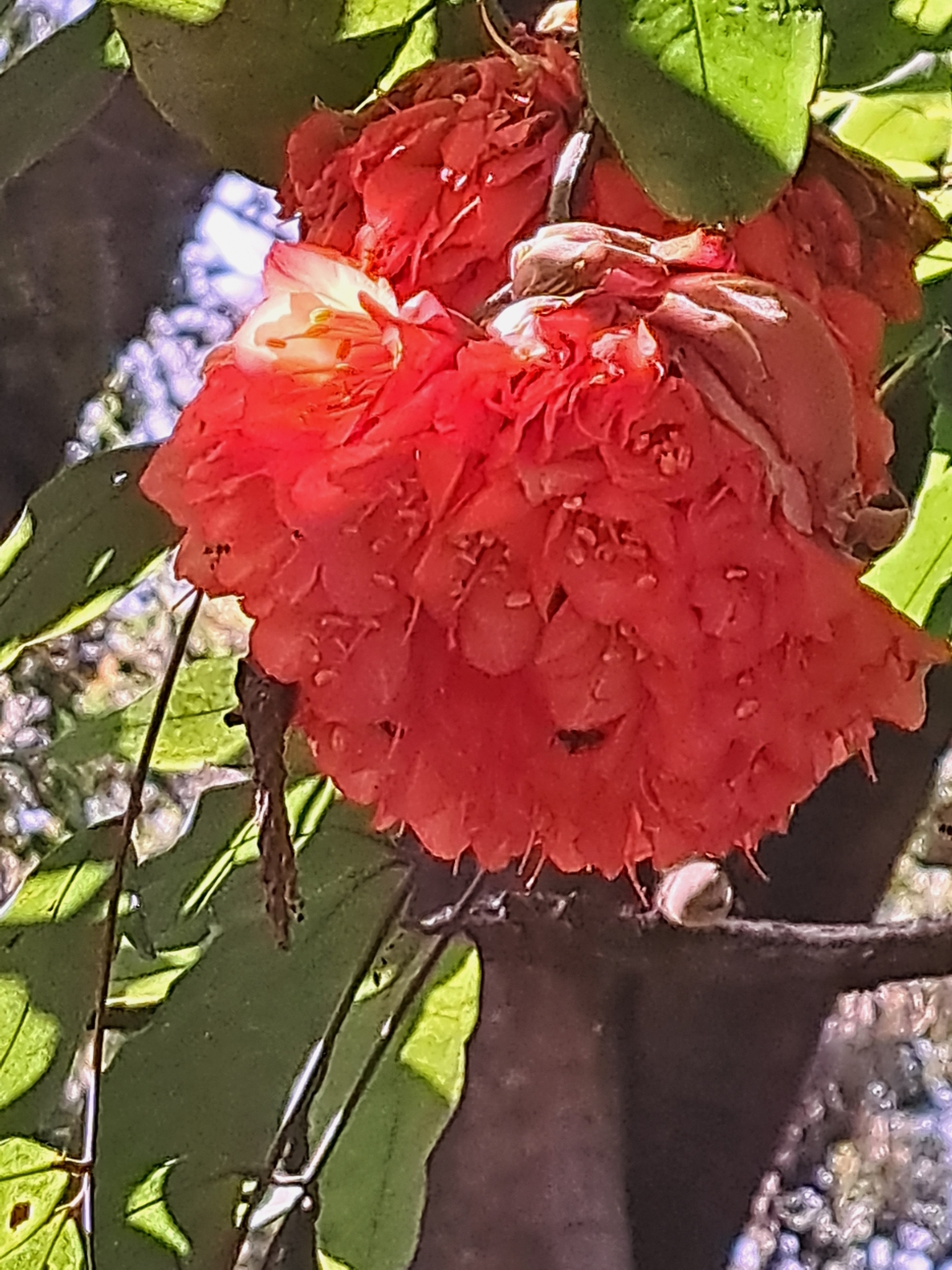 Photo of Rose of Venezuela (8/10)