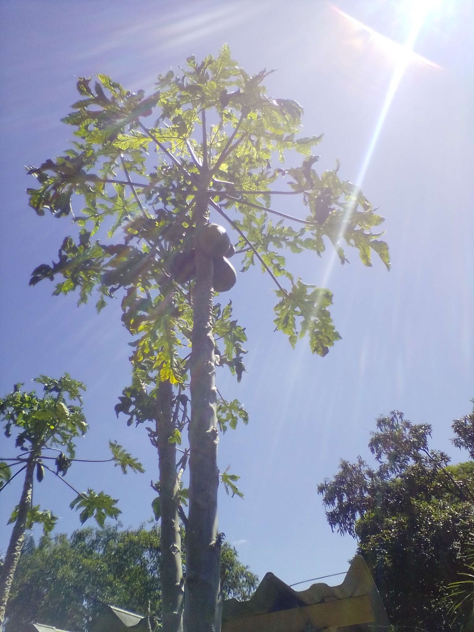 Photo of Papaya (11/12)