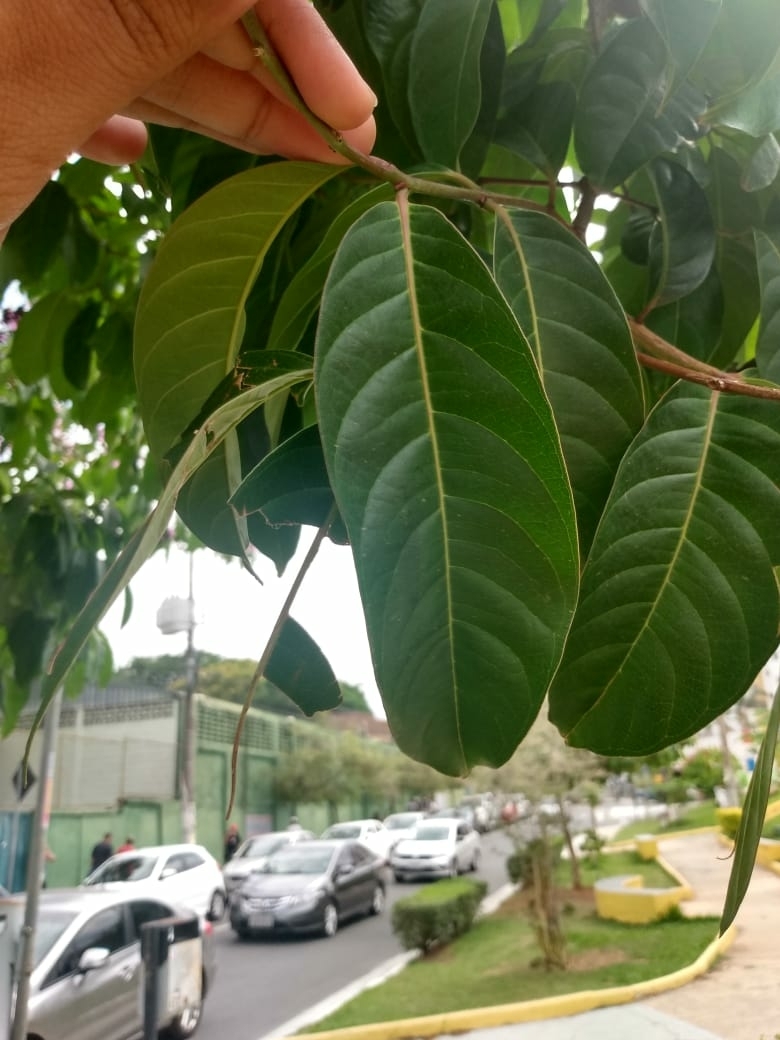 Photo of Giant Crepe-myrtle (5/7)